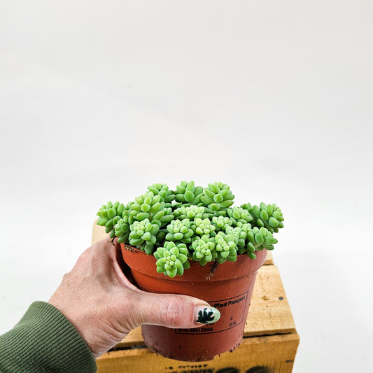 Sedum burrito 11cm H15cm