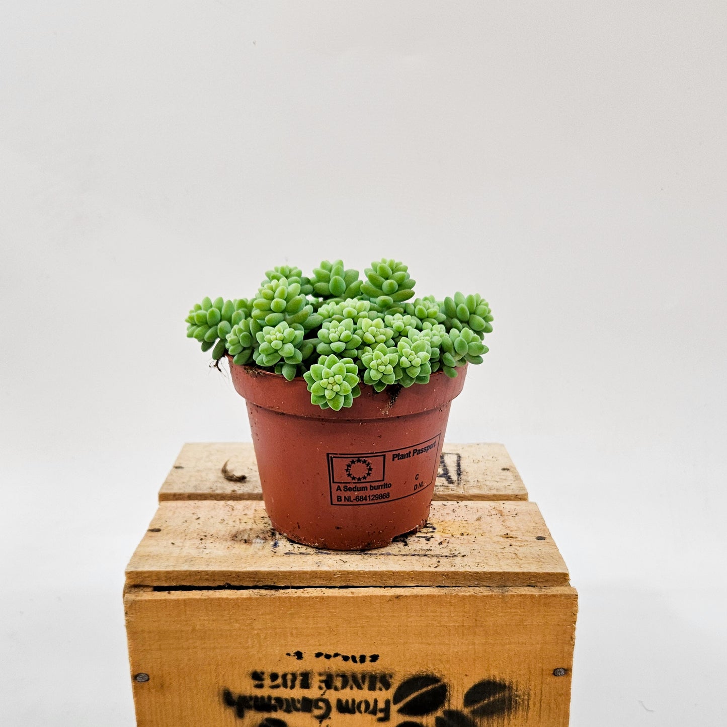 Sedum burrito 11cm H15cm