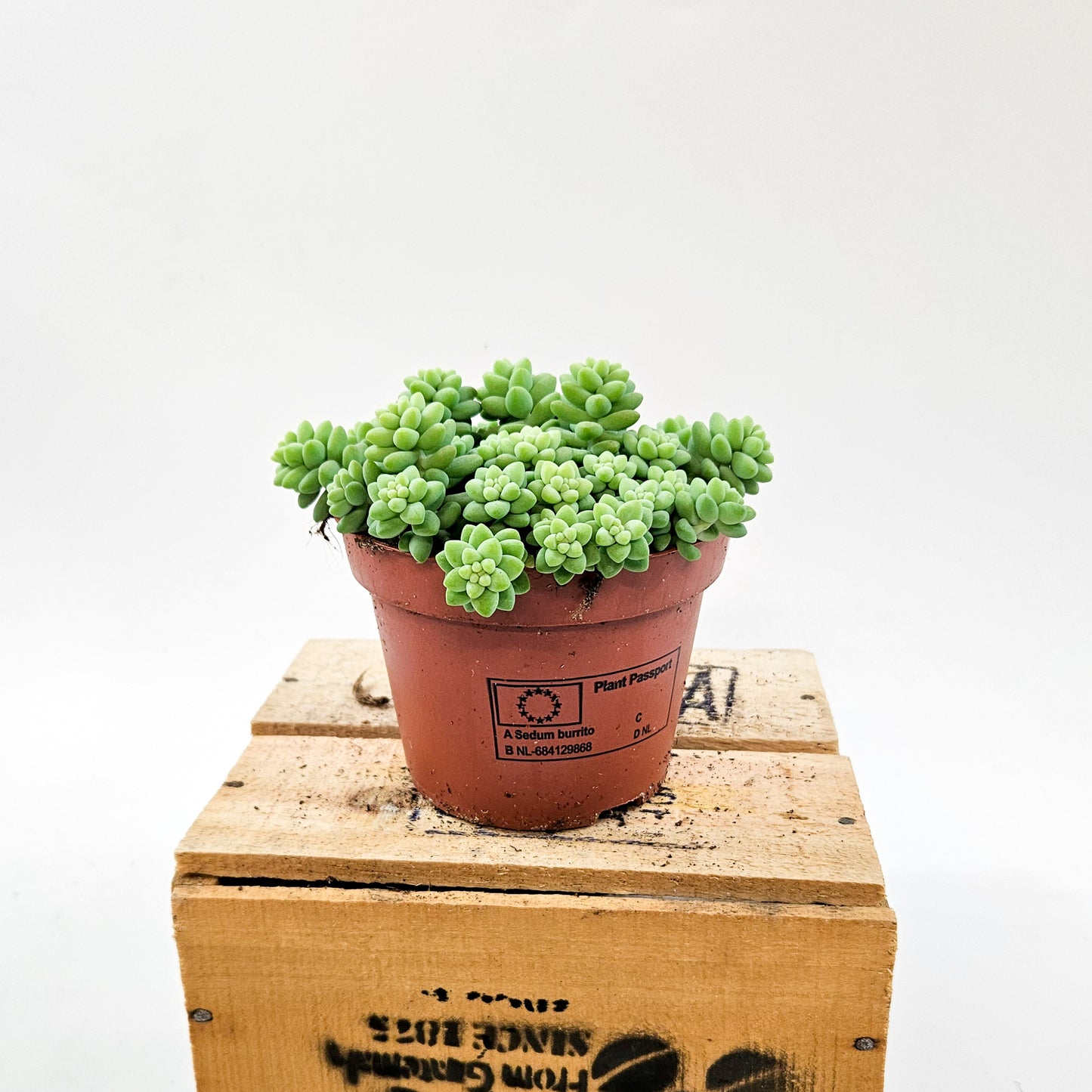 Sedum burrito 11cm H15cm