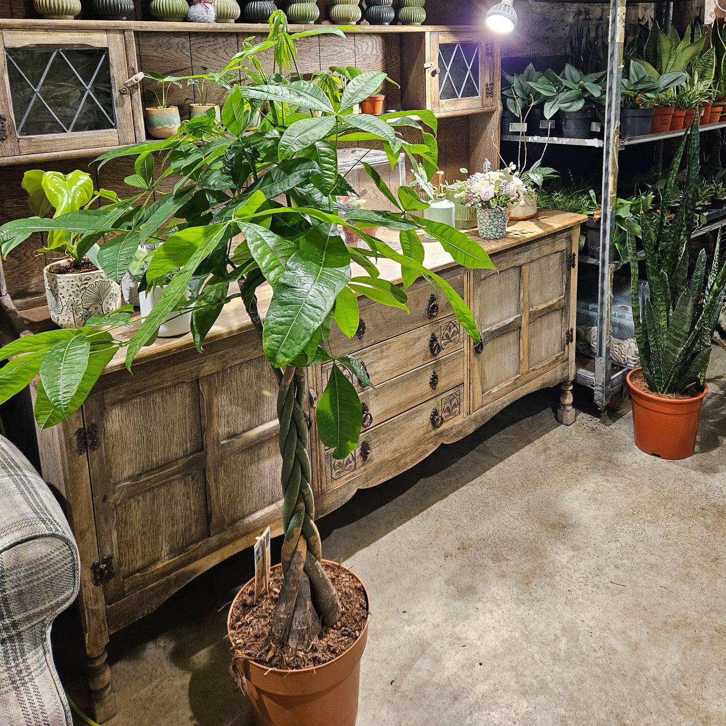 Pachira aquatica  27cm H120cm