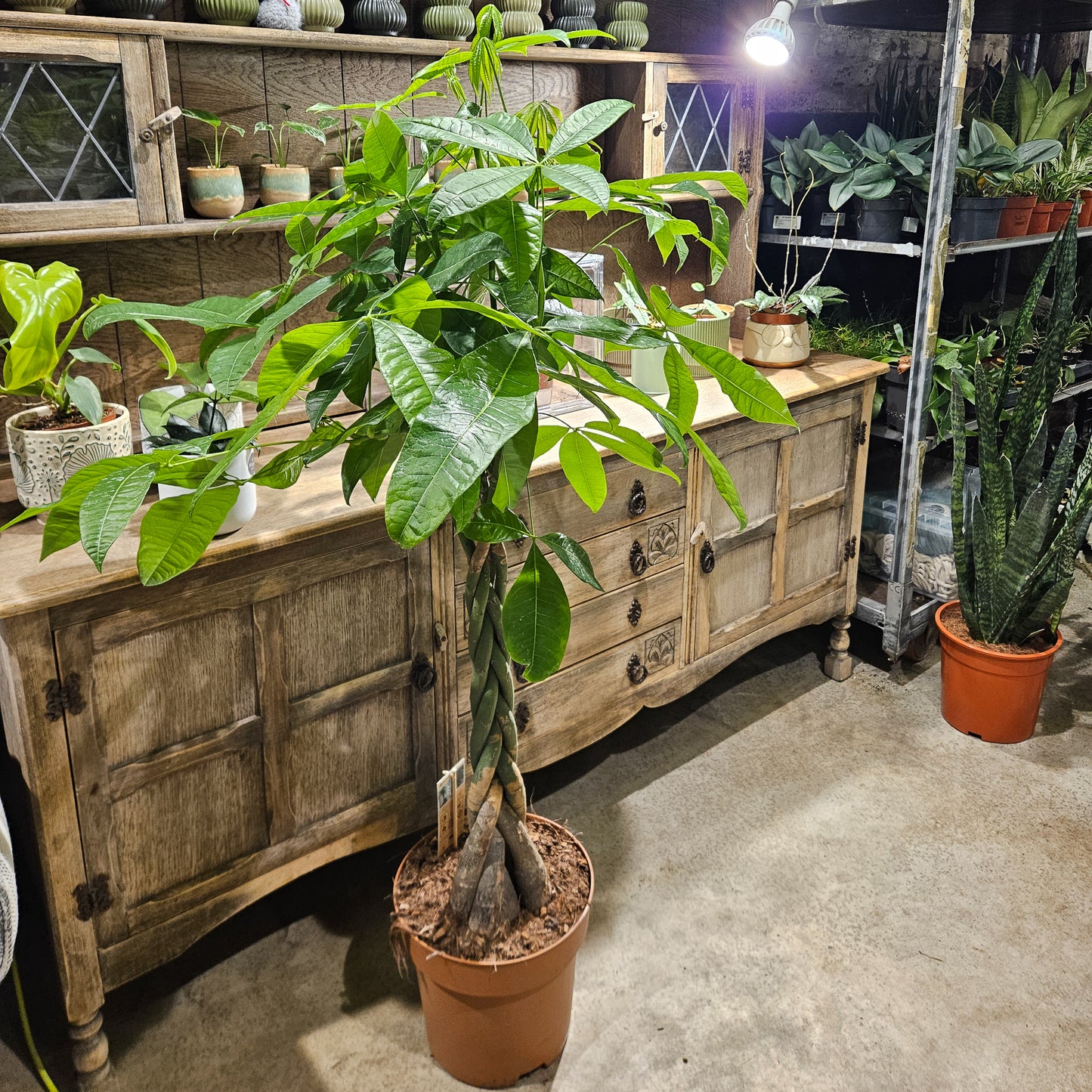 Pachira aquatica  27cm H120cm