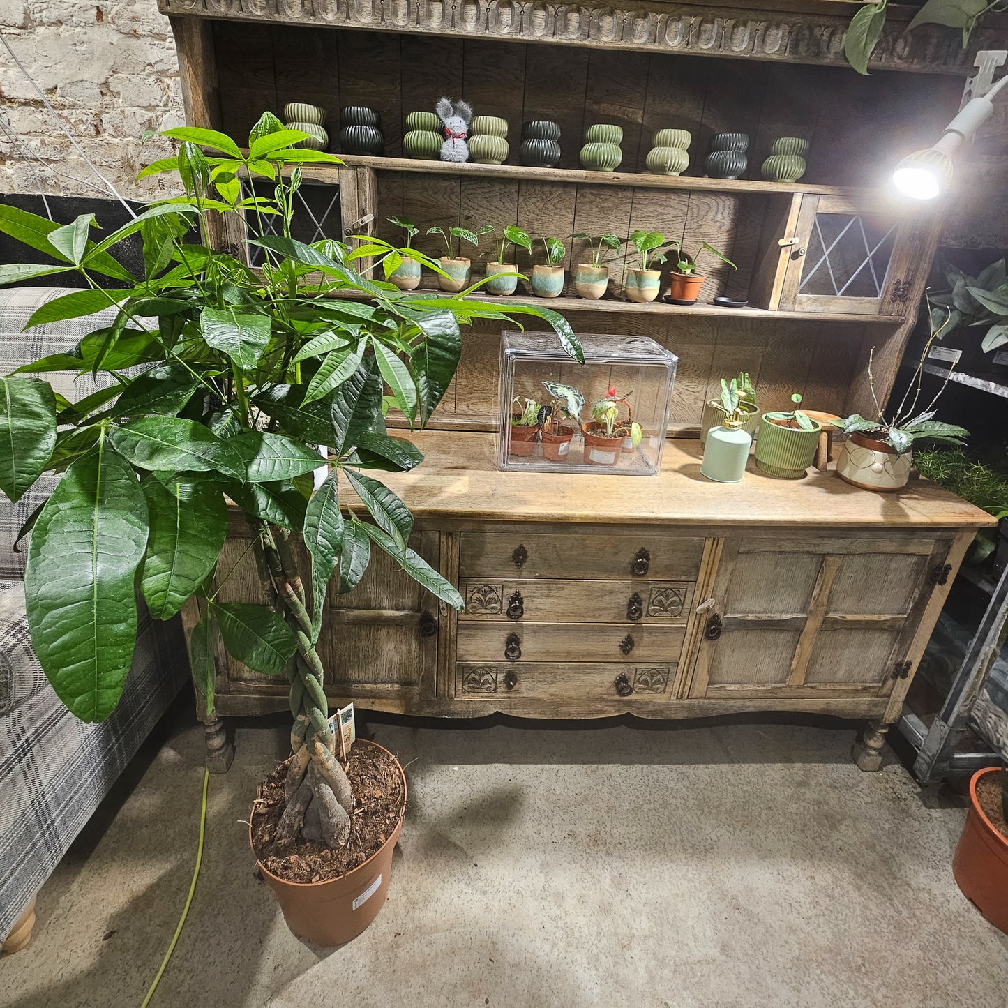 Pachira aquatica  27cm H120cm