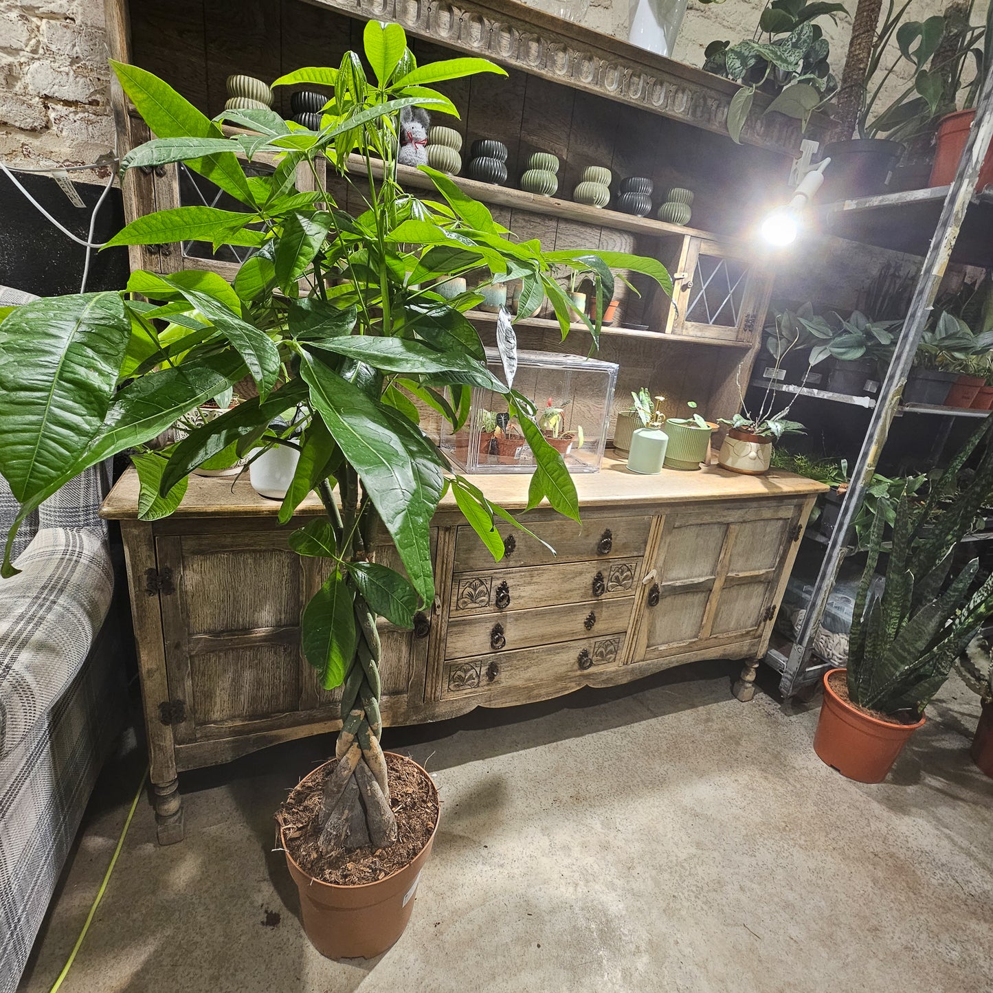 Pachira aquatica  27cm H120cm