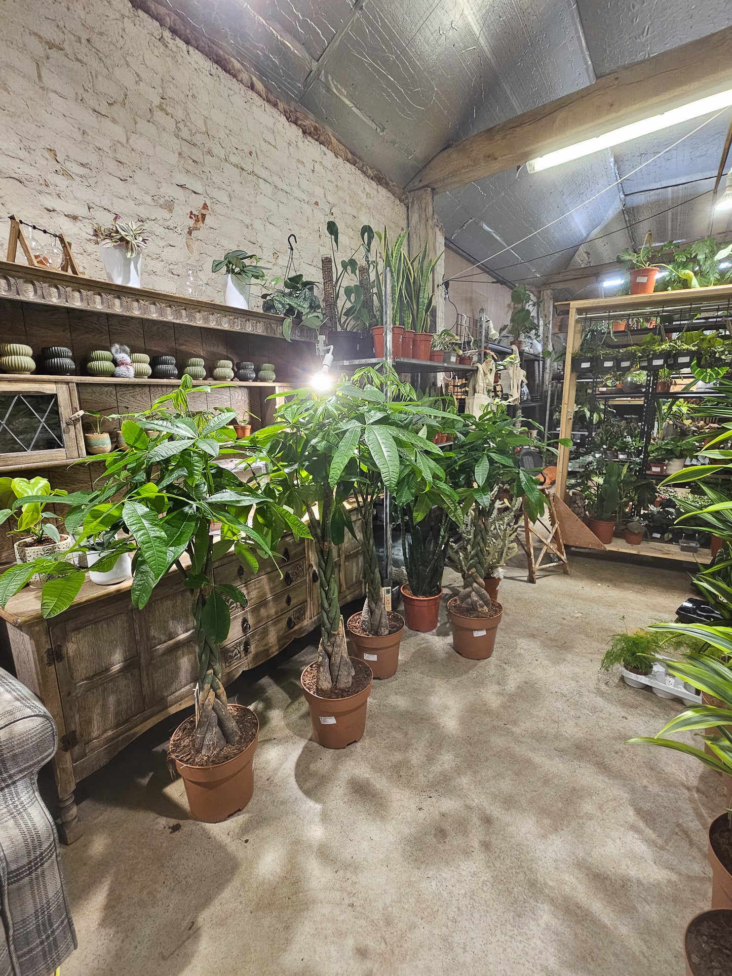 Pachira aquatica  27cm H120cm