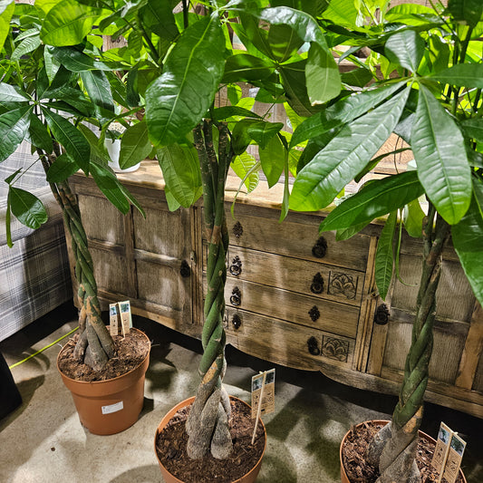 Pachira aquatica  27cm H120cm