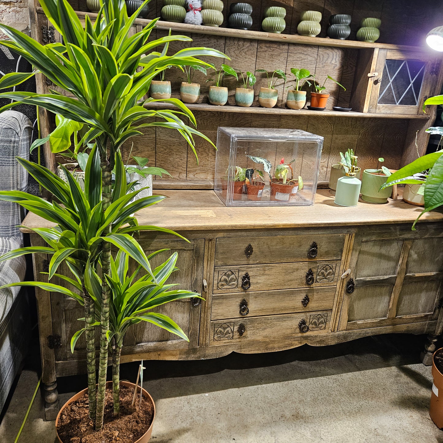 Dracaena fragrans Lemon Lime  27cm H150cm