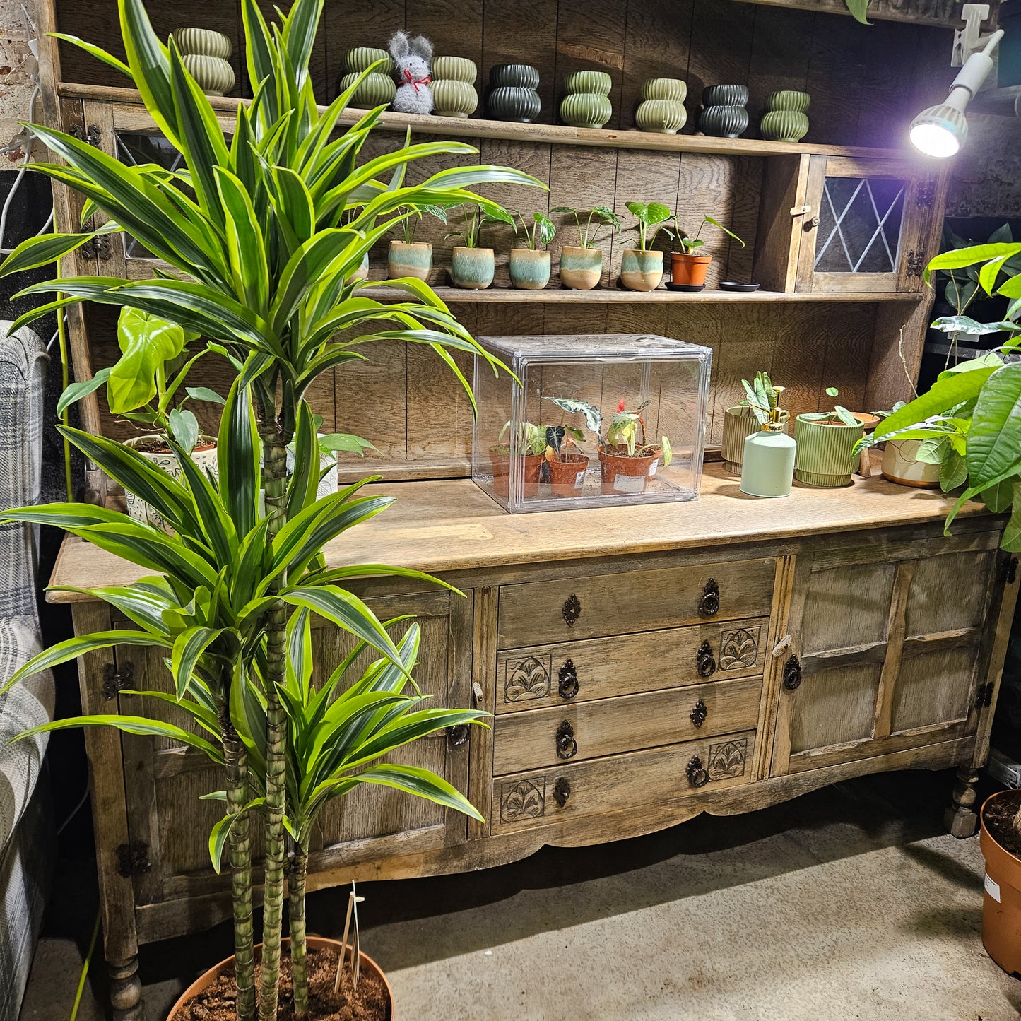 Dracaena fragrans Lemon Lime  27cm H150cm