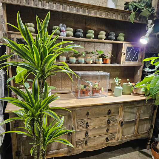 Dracaena fragrans Lemon Lime 1