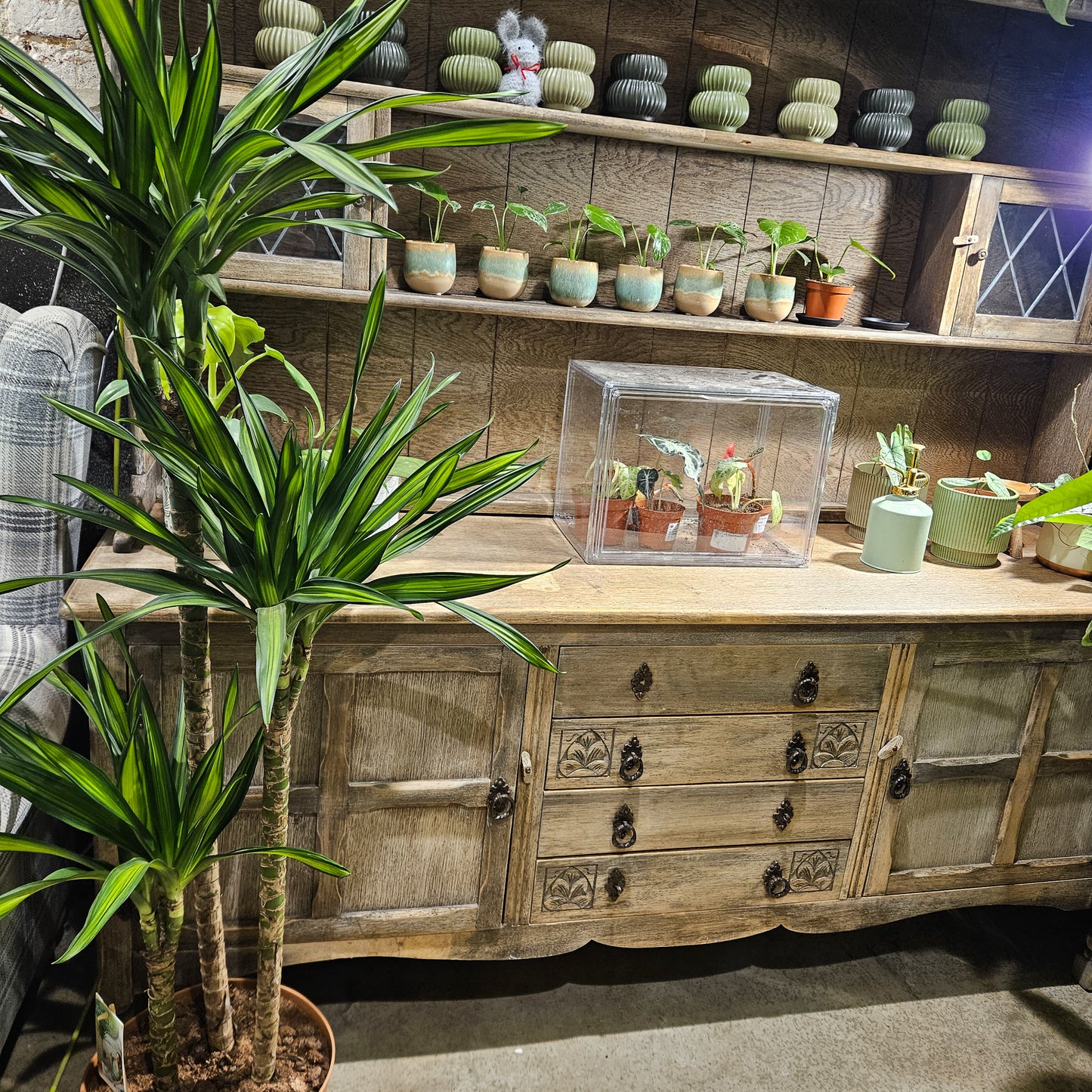 Dracaena reflexa Riki  27cm H150cm