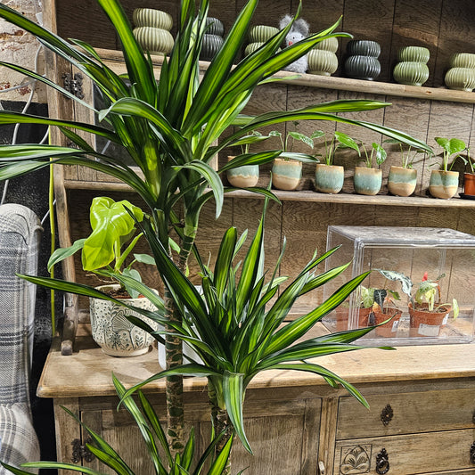 Dracaena reflexa 'Riki' 1
