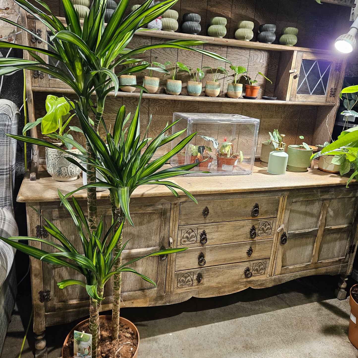 Dracaena reflexa Riki  27cm H150cm