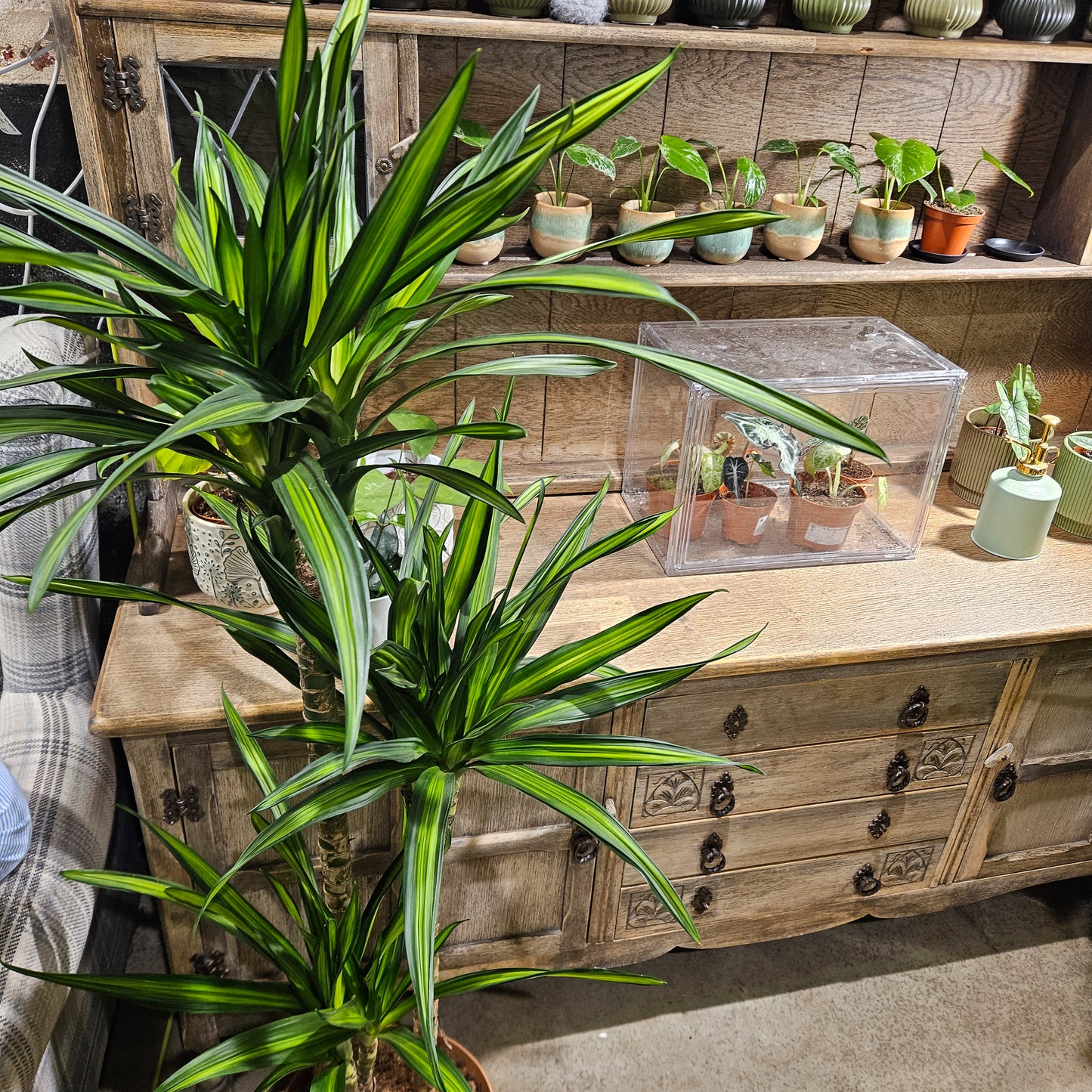 Dracaena reflexa Riki  27cm H150cm