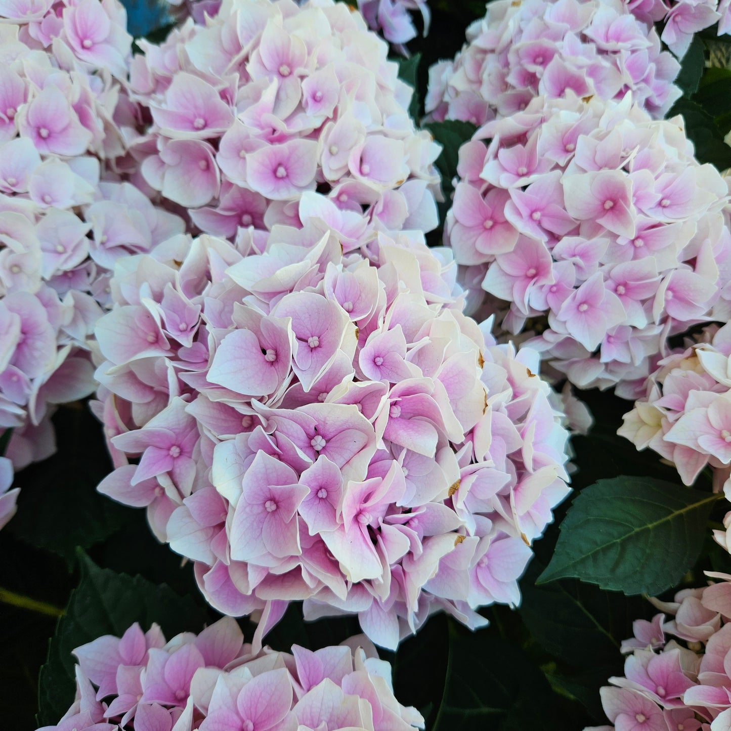 British Grown Pink Hydrangea Macrophylla