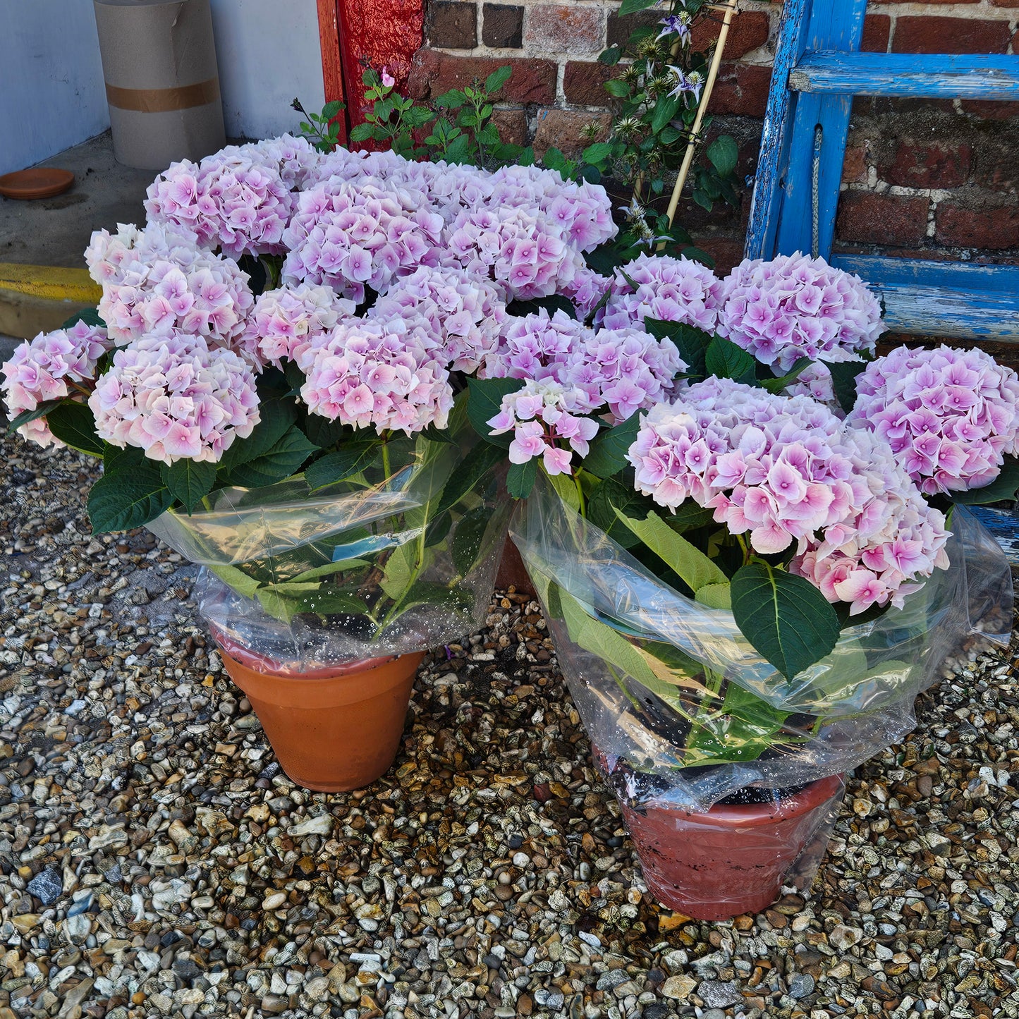 British Grown Pink Hydrangea Macrophylla