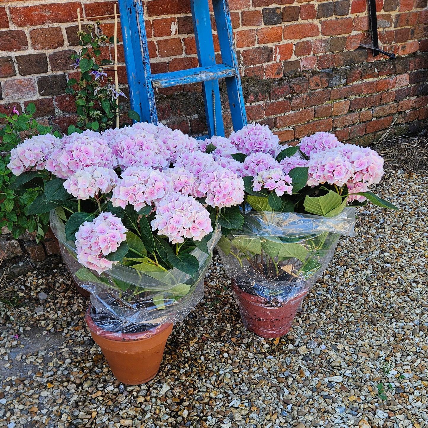 British Grown Pink Hydrangea Macrophylla