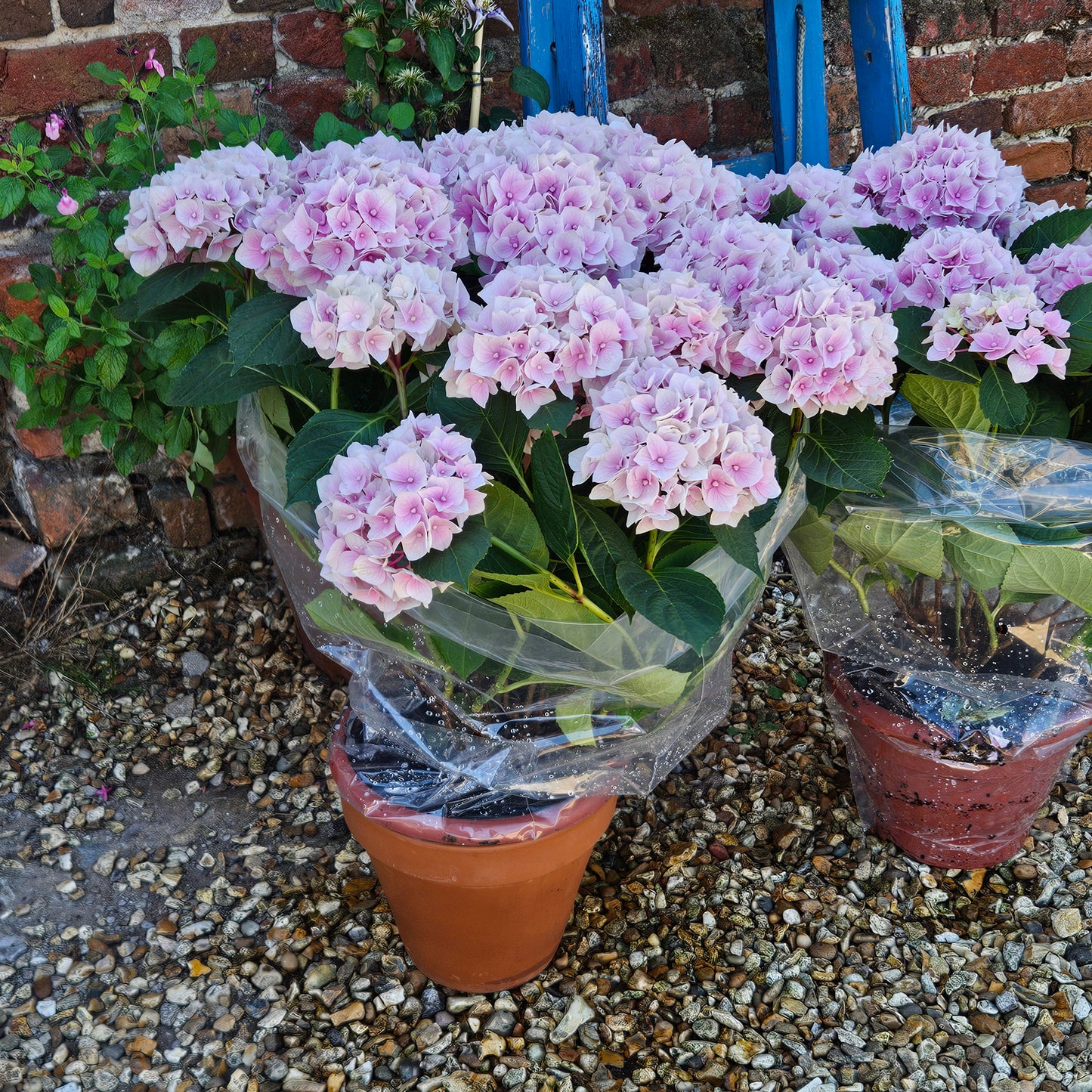 British Grown Pink Hydrangea Macrophylla