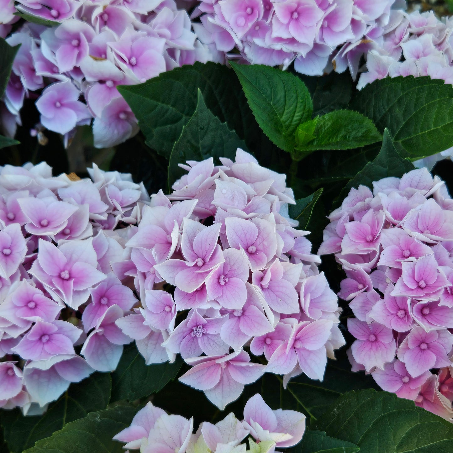British Grown Pink Hydrangea Macrophylla