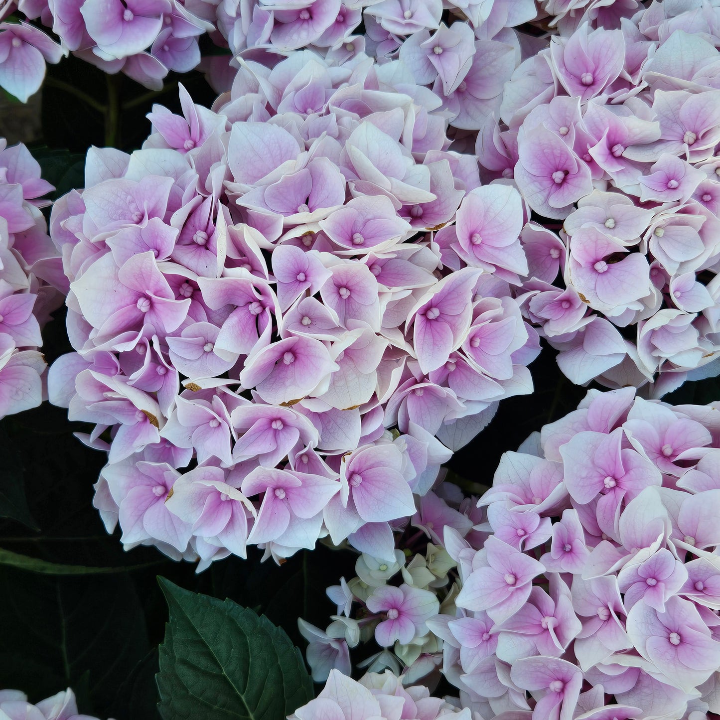 British Grown Pink Hydrangea Macrophylla