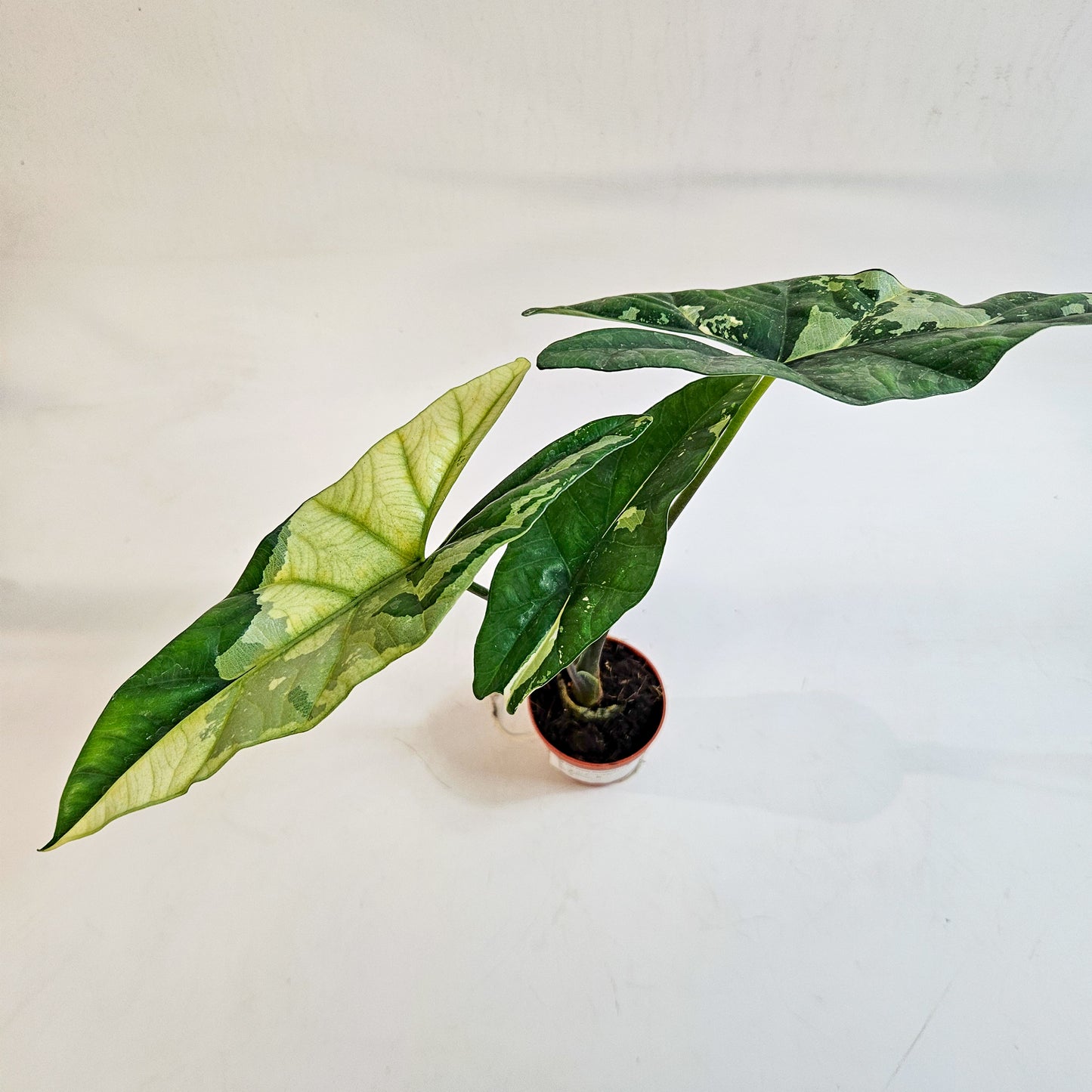 Alocasia 'Simpo Variegata' 7cm H20cm