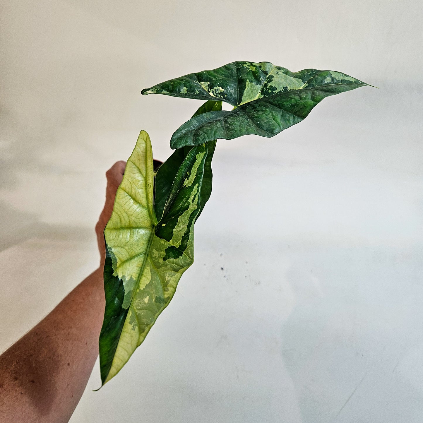 Alocasia 'Simpo Variegata' 7cm H20cm