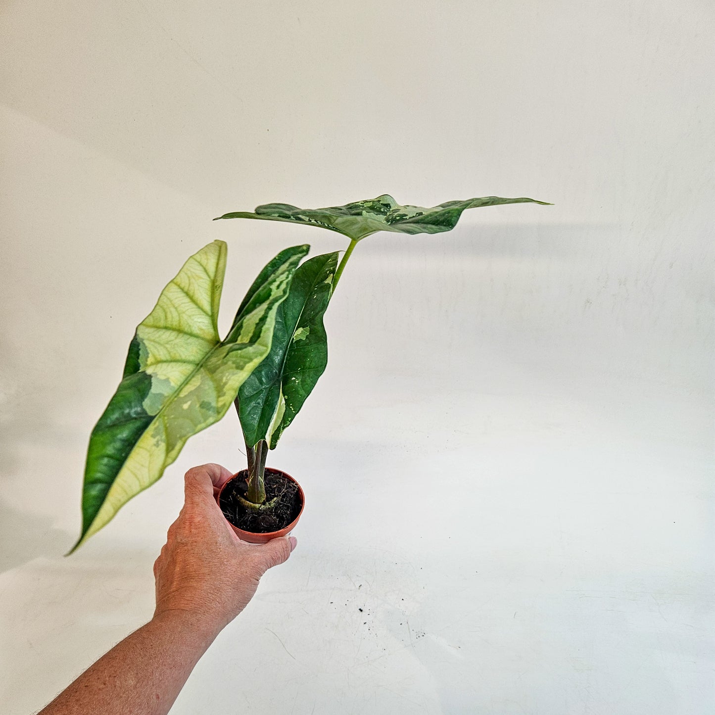 Alocasia 'Simpo Variegata' 7cm H20cm