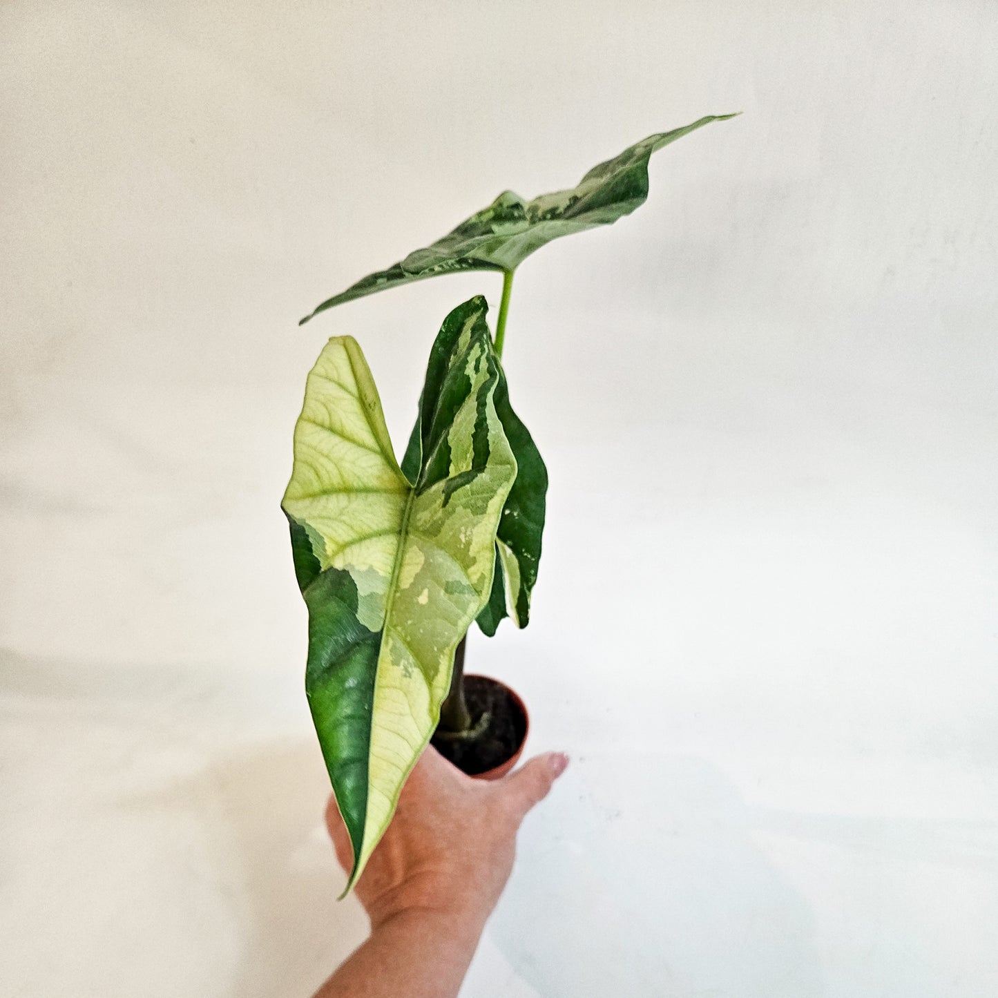 Alocasia 'Simpo Variegata' 7cm H20cm