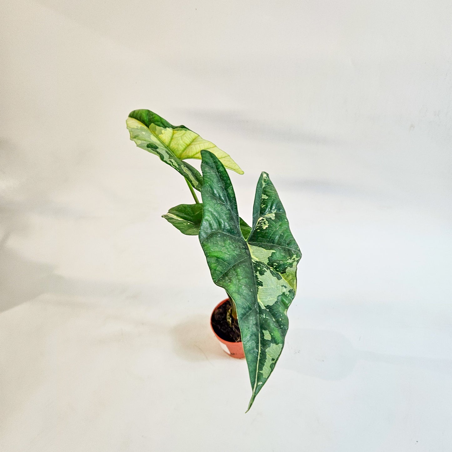 Alocasia 'Simpo Variegata' 7cm H20cm