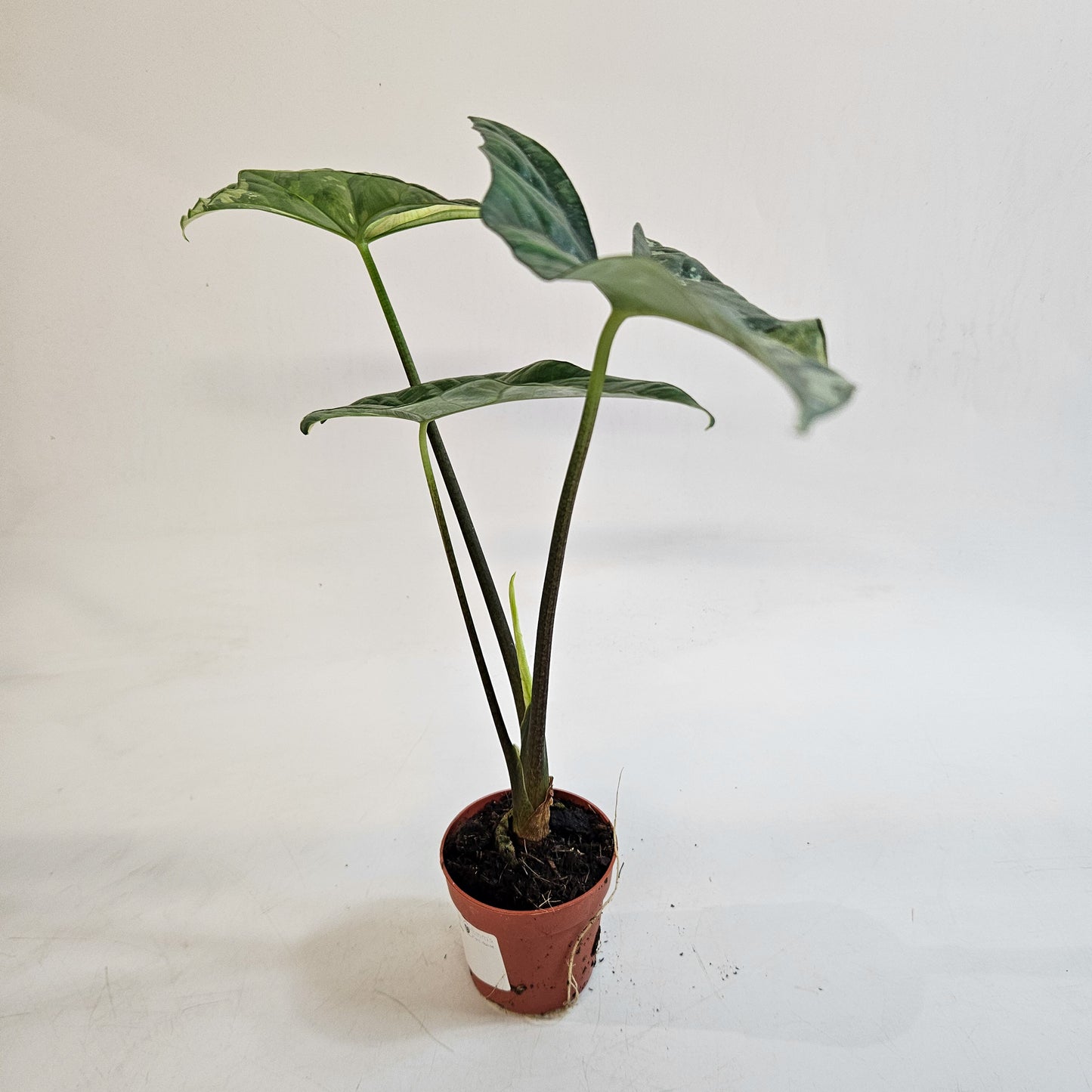 Alocasia 'Simpo Variegata' 7cm H20cm