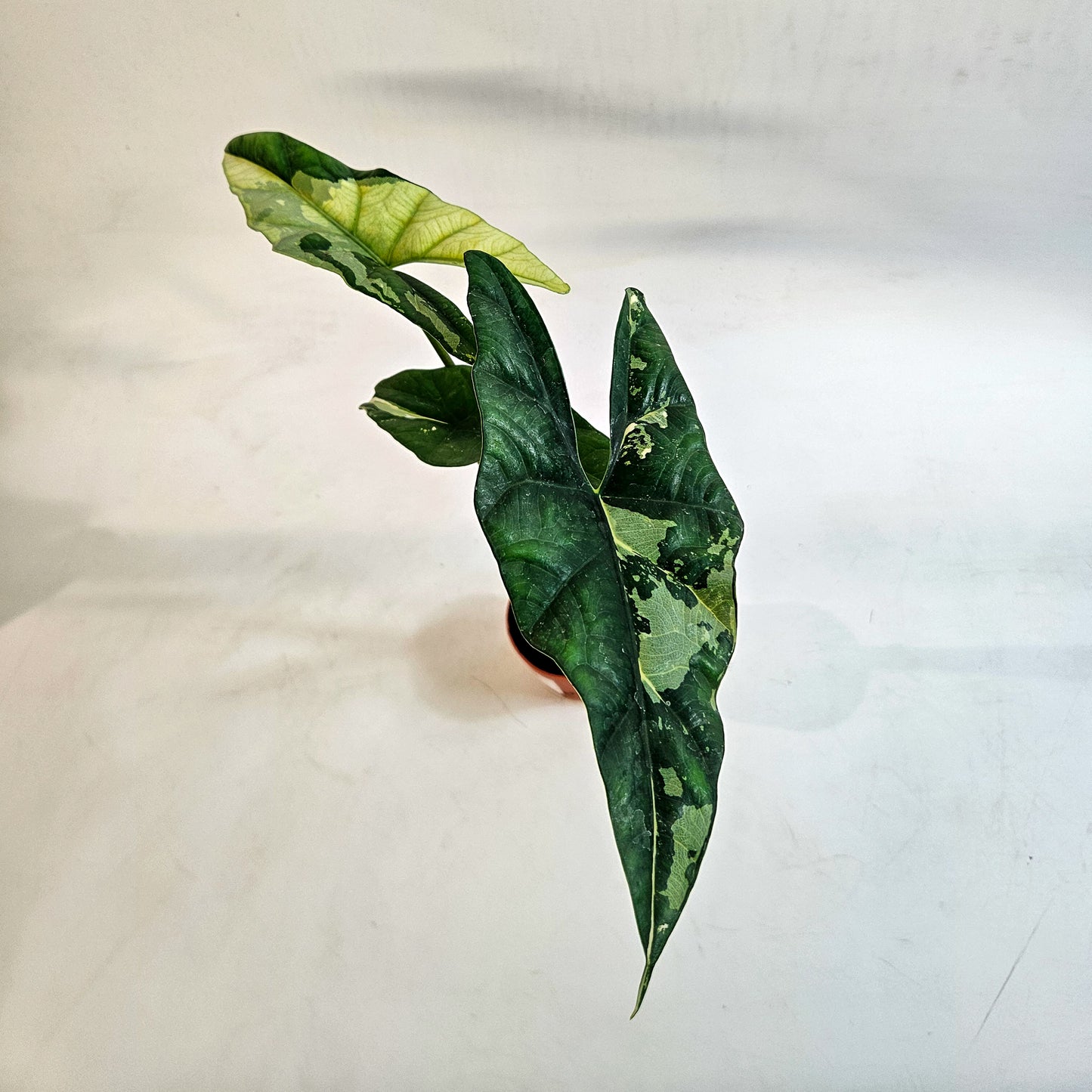 Alocasia 'Simpo Variegata' 7cm H20cm