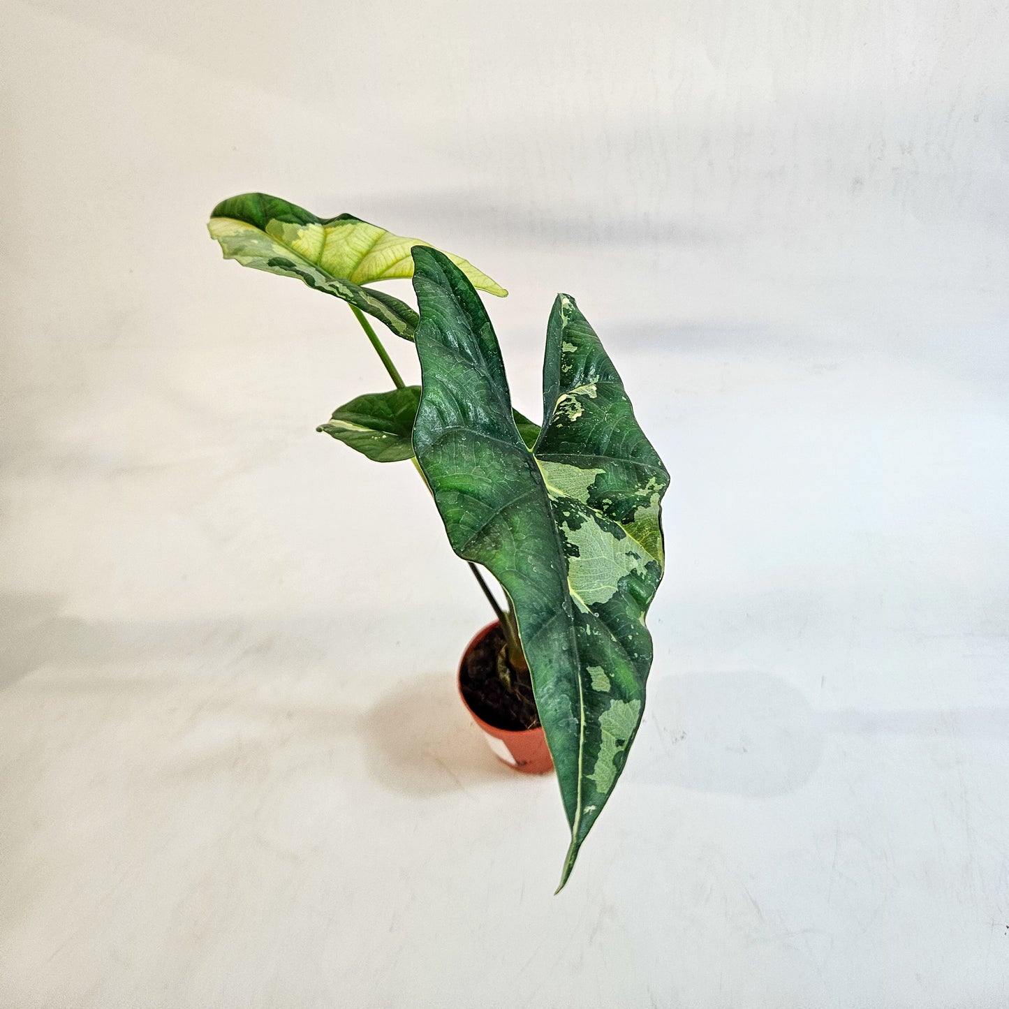 Alocasia 'Simpo Variegata' 7cm H20cm