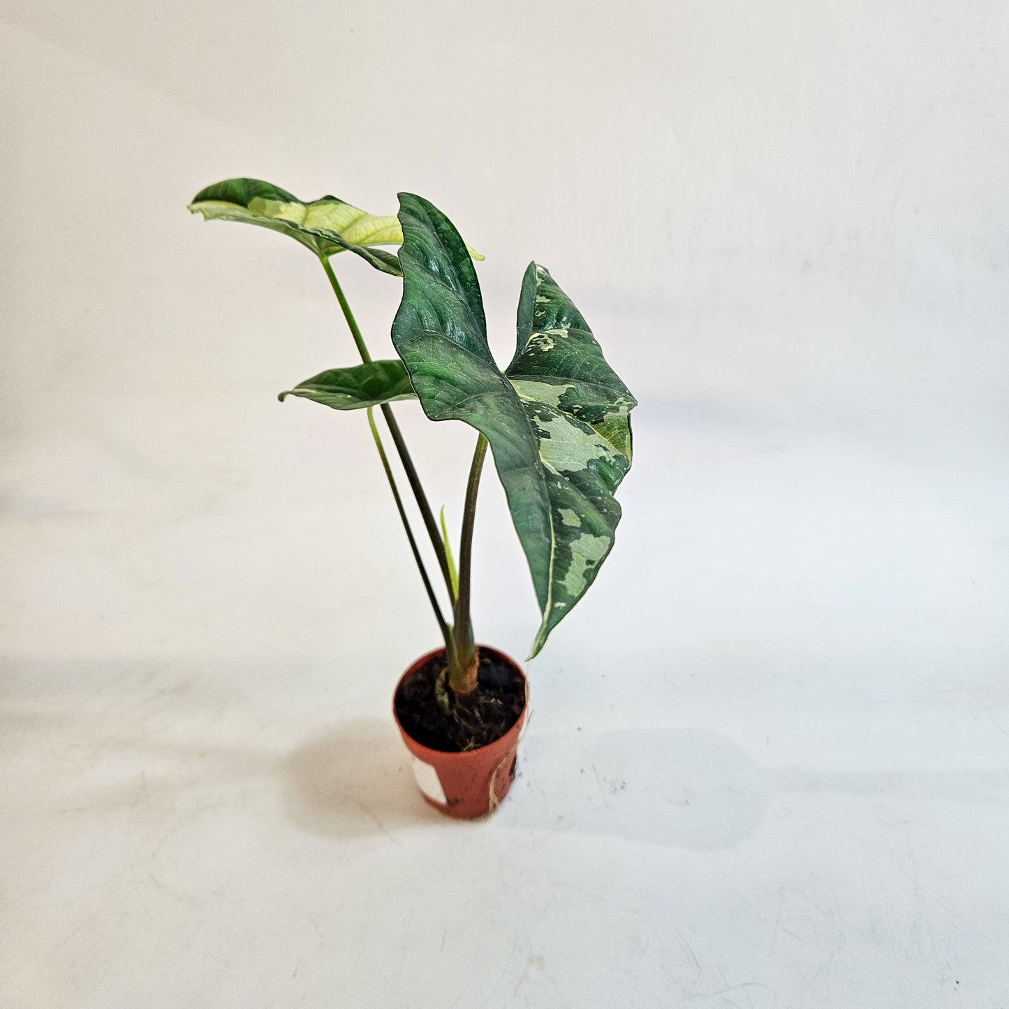 Alocasia 'Simpo Variegata' 7cm H20cm