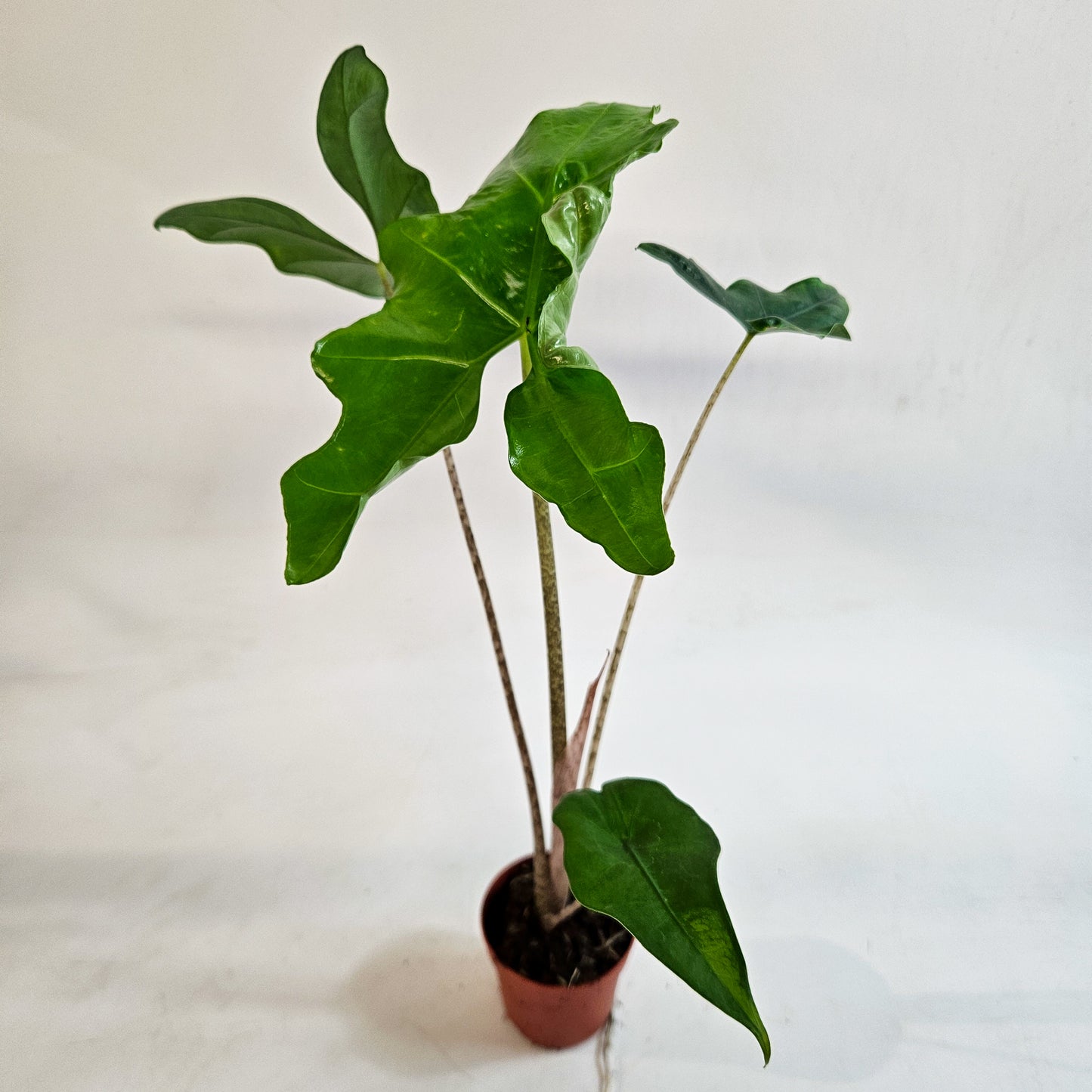 Alocasia nycteris 'Bat Wing' 7cm H15cm