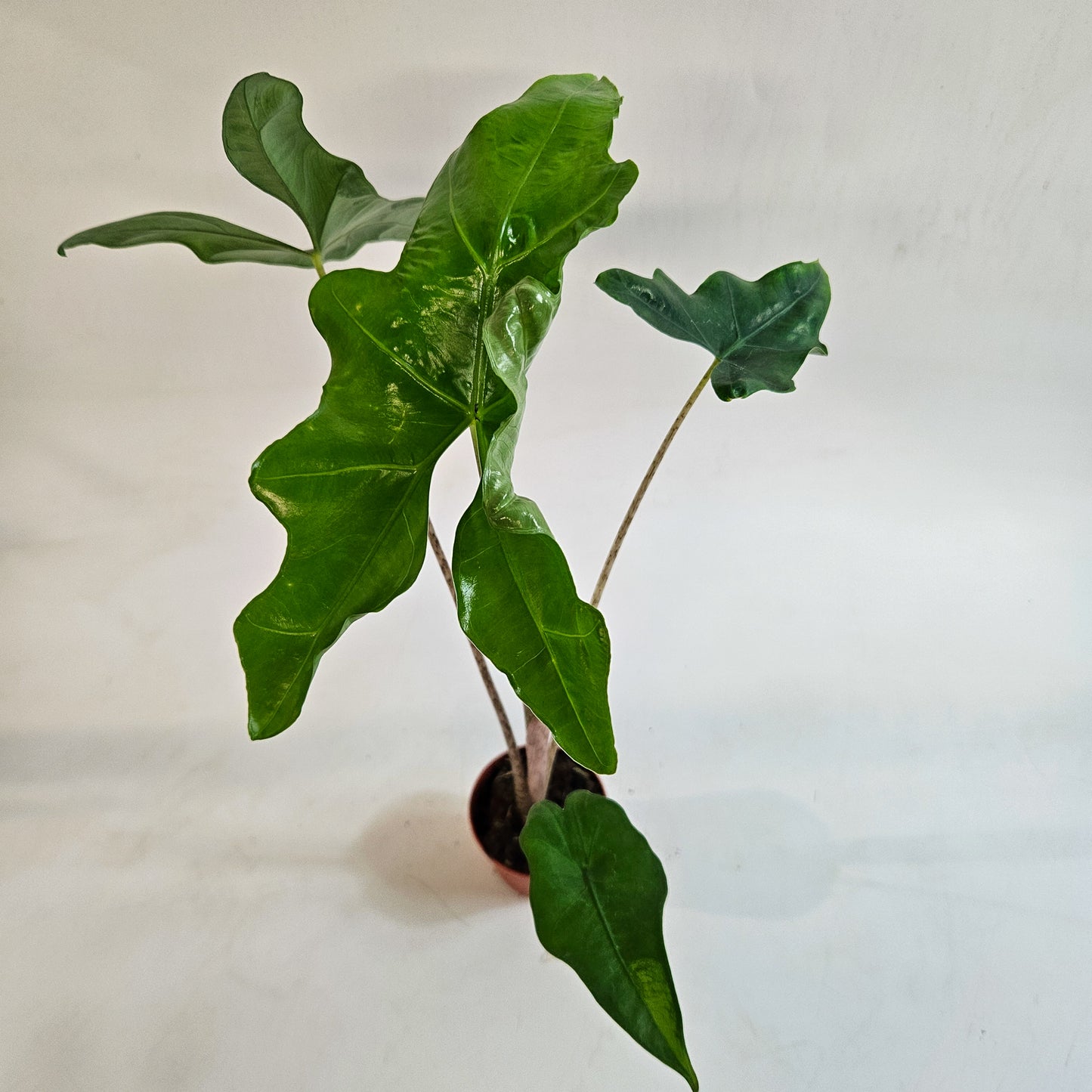 Alocasia nycteris 'Bat Wing' 7cm H15cm
