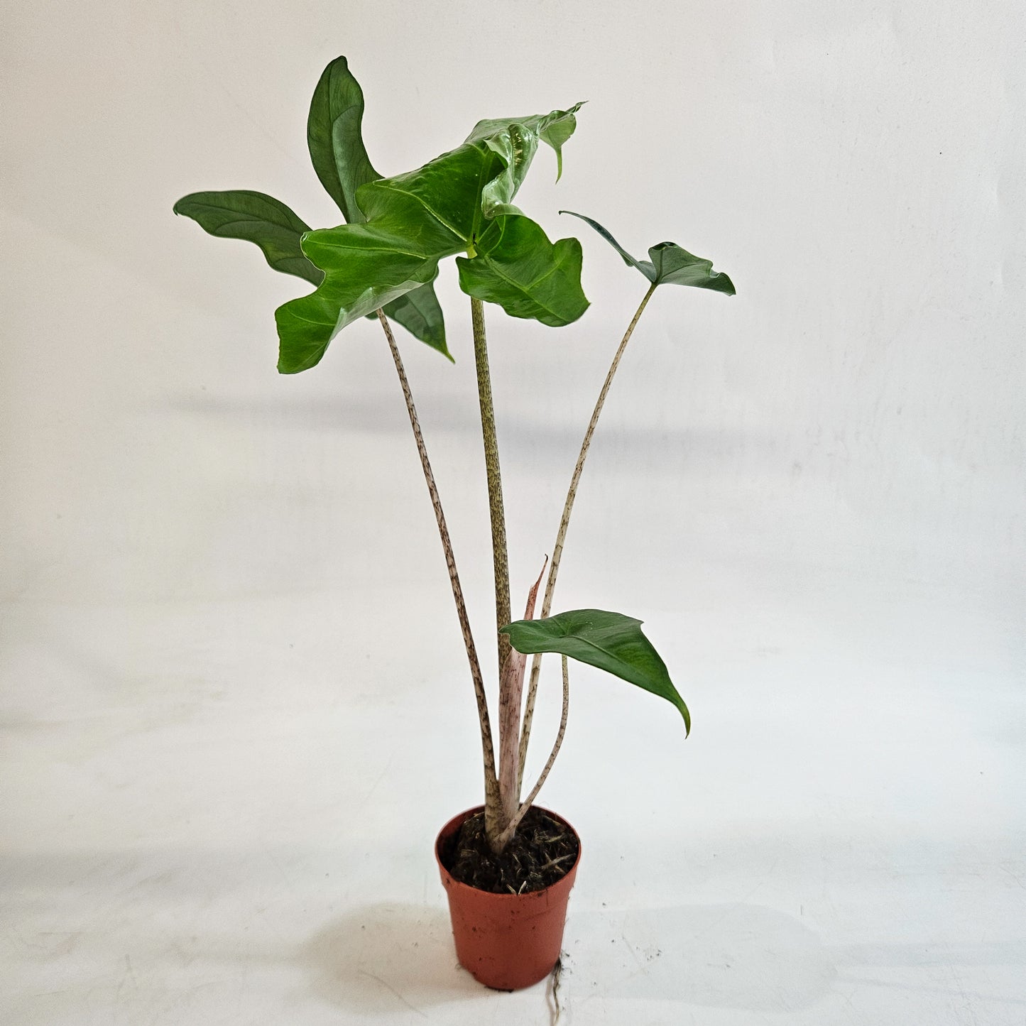 Alocasia nycteris 'Bat Wing' 7cm H15cm