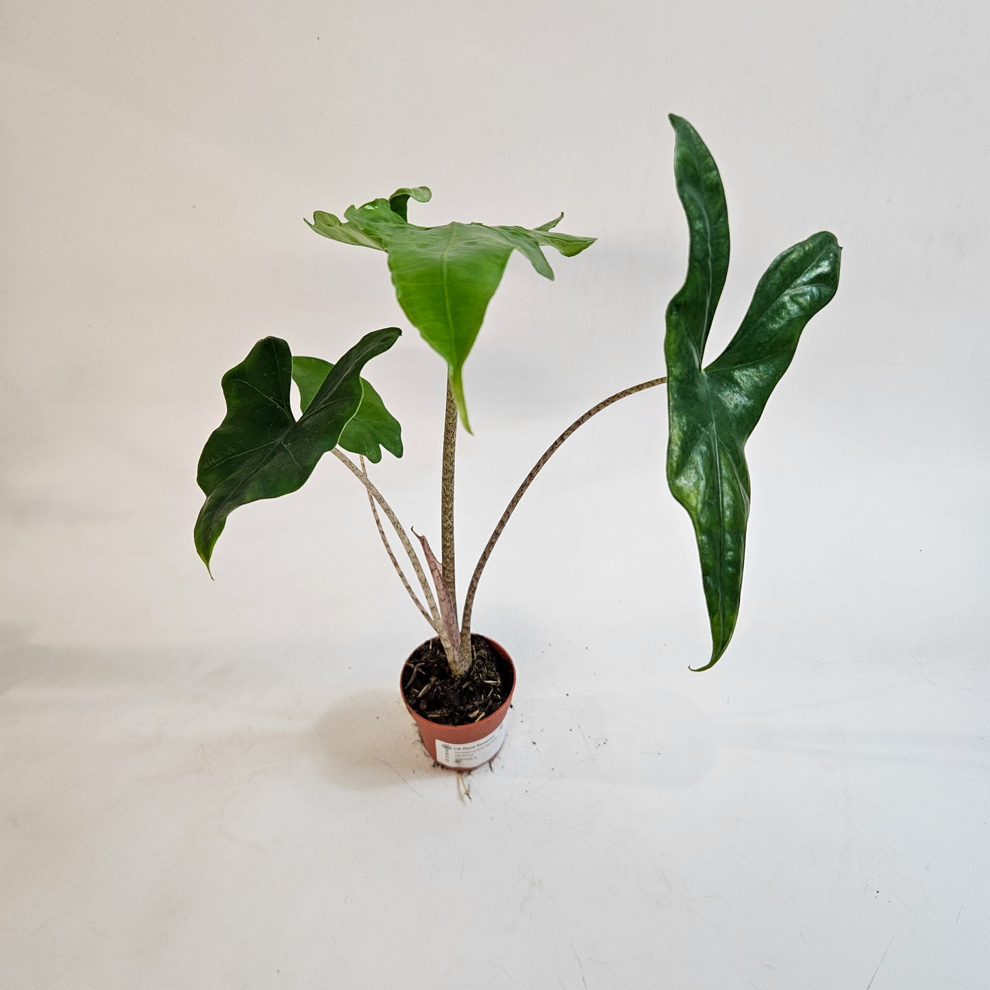 Alocasia nycteris 'Bat Wing' 7cm H15cm