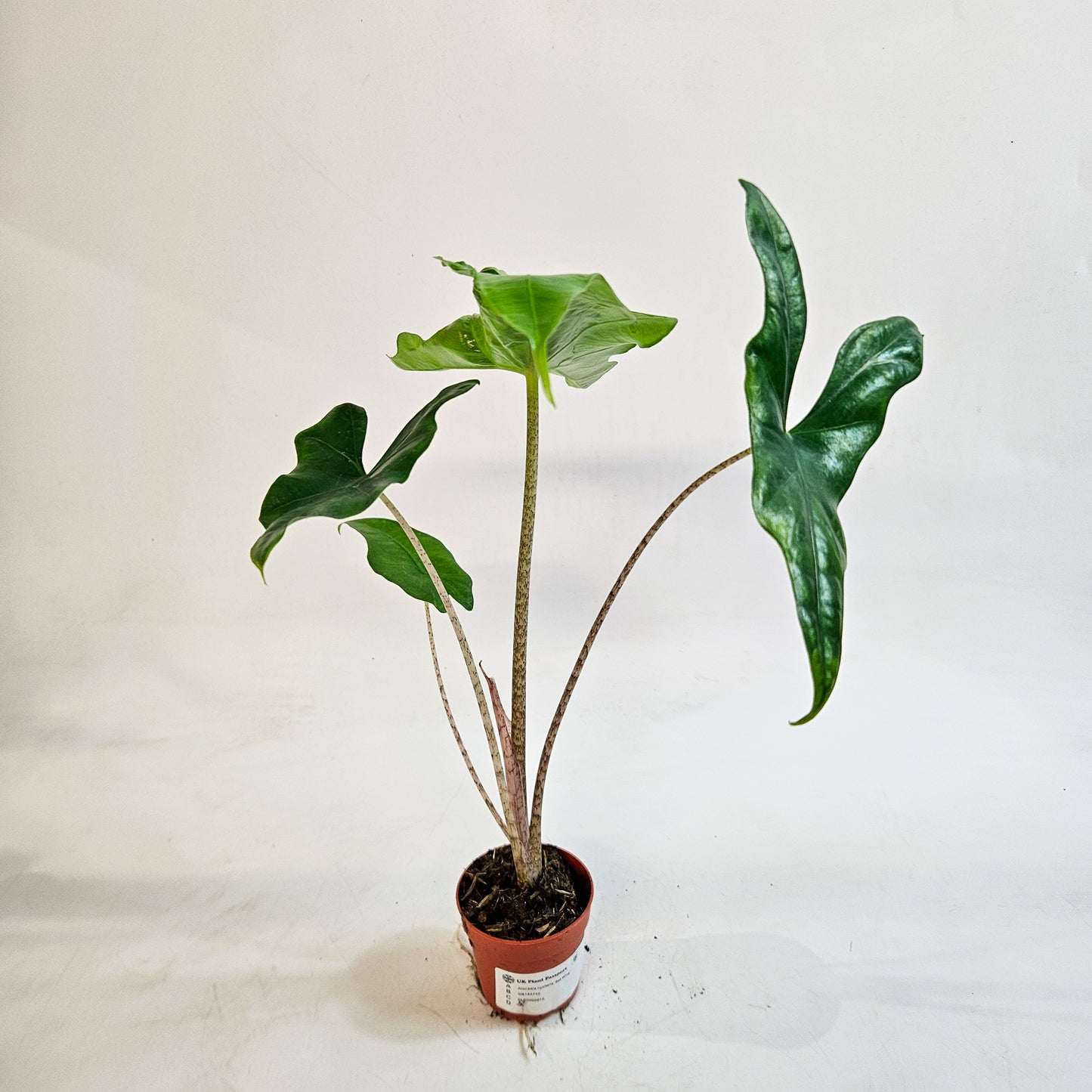 Alocasia nycteris 'Bat Wing' 7cm H15cm