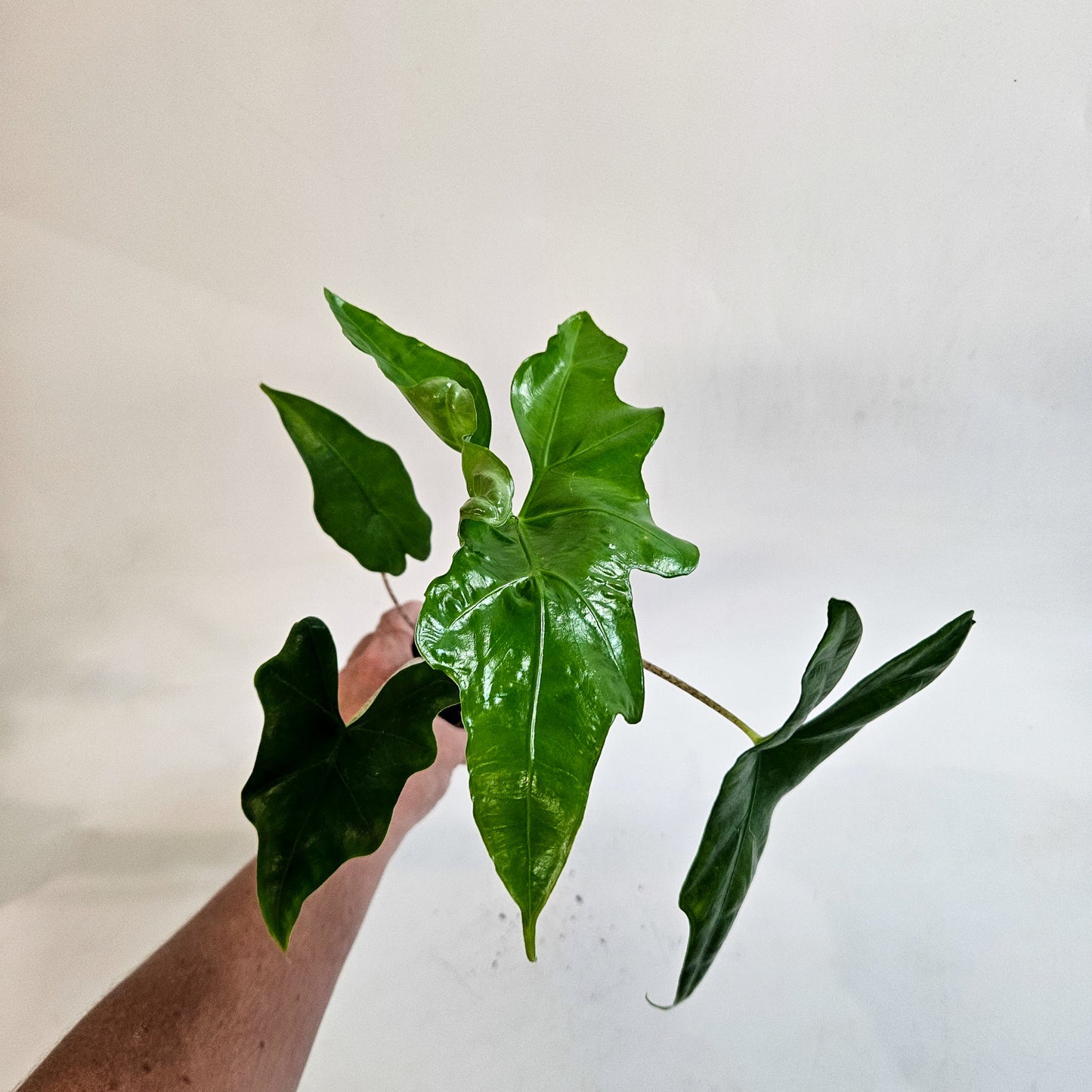 Alocasia nycteris 'Bat Wing' 7cm H15cm