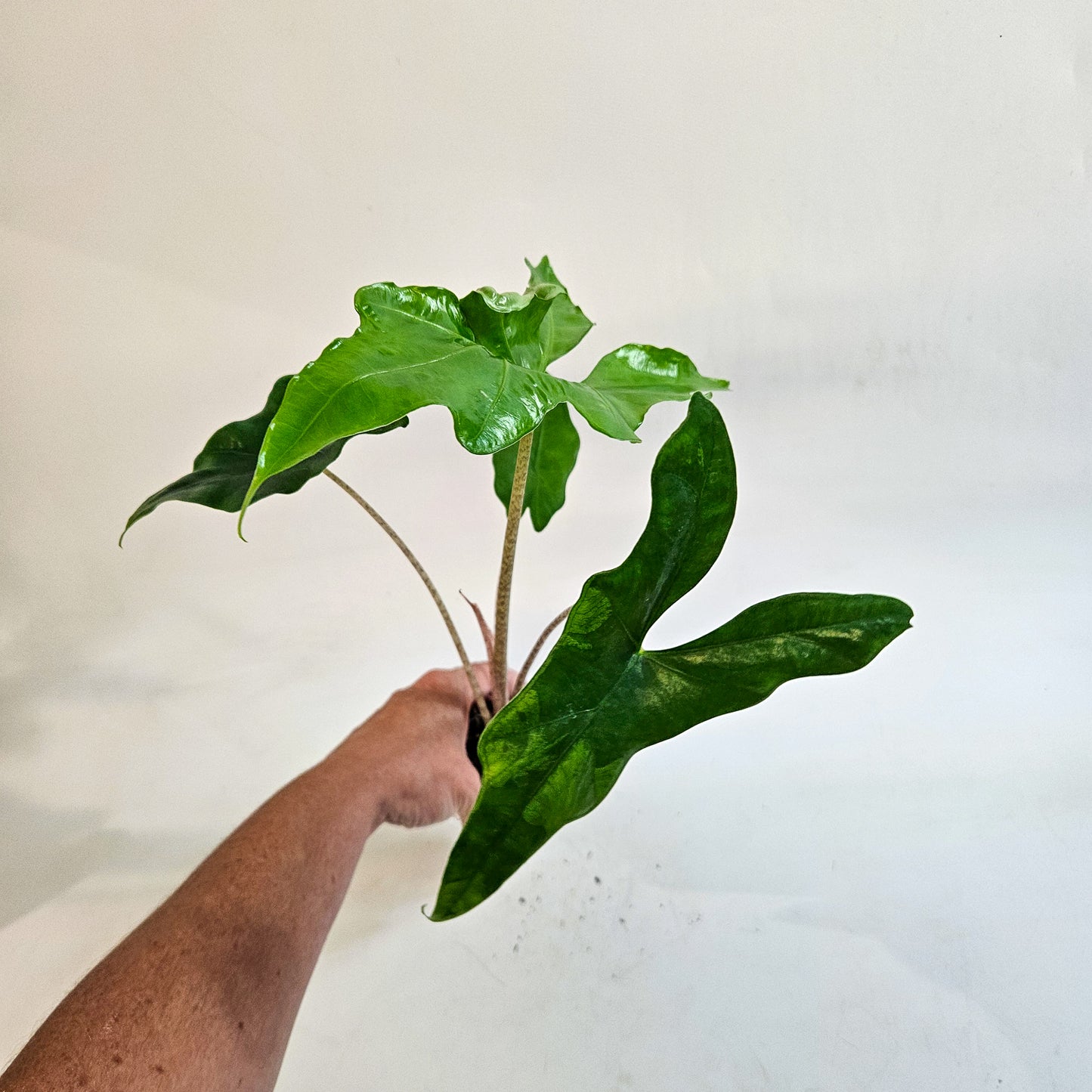 Alocasia nycteris 'Bat Wing' 7cm H15cm
