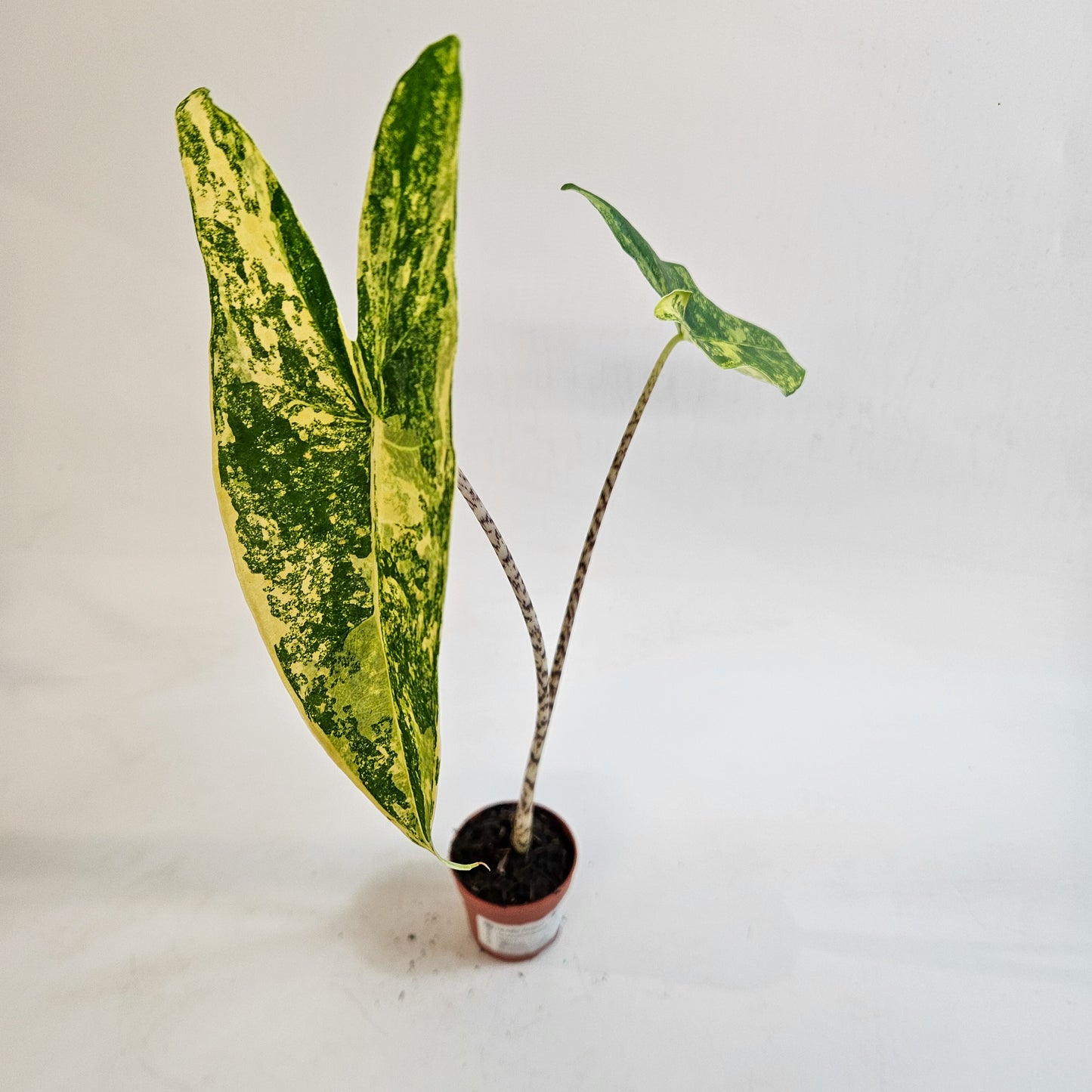 Alocasia zebrina 'Variegata' 7cm H15cm