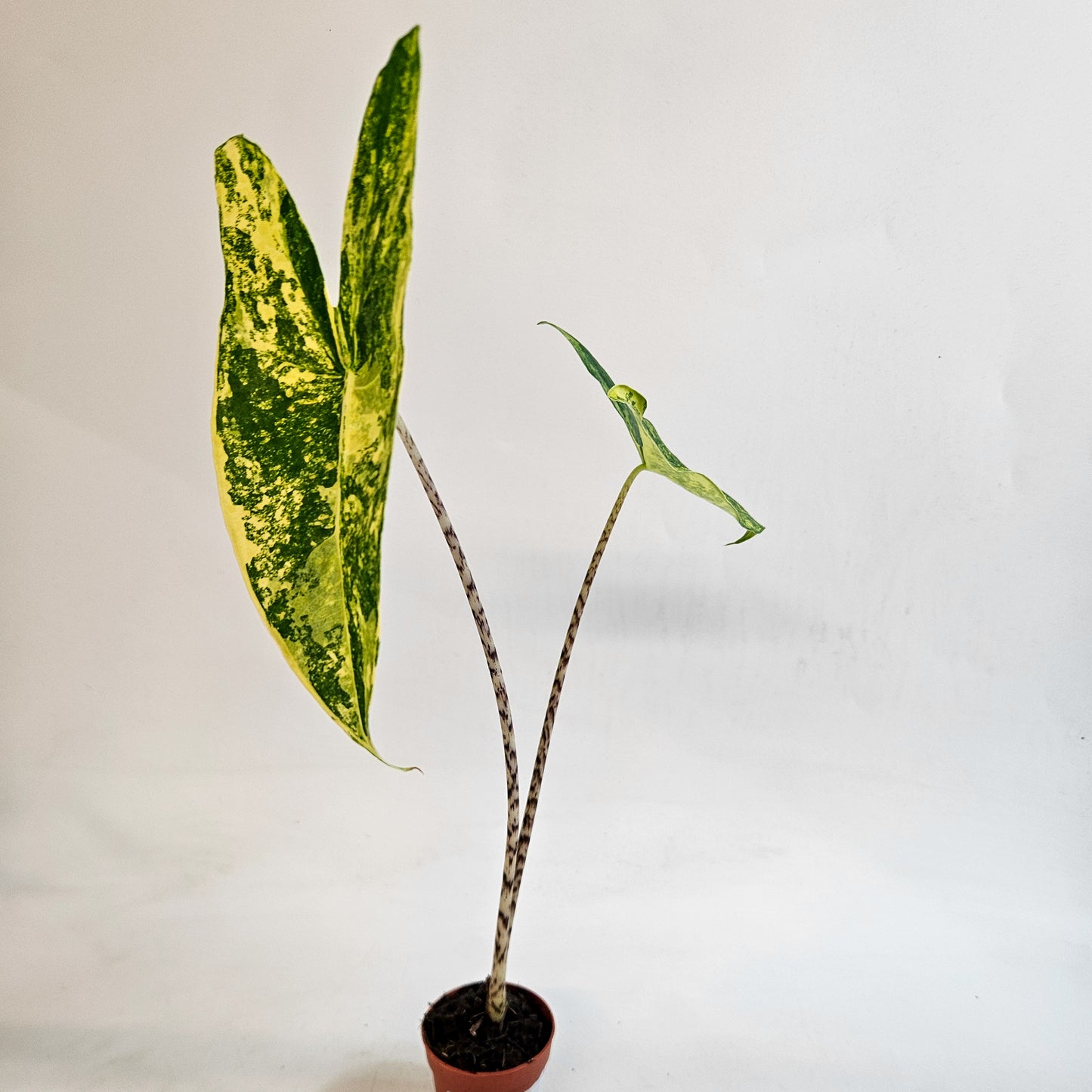 Alocasia zebrina 'Variegata' 7cm H15cm