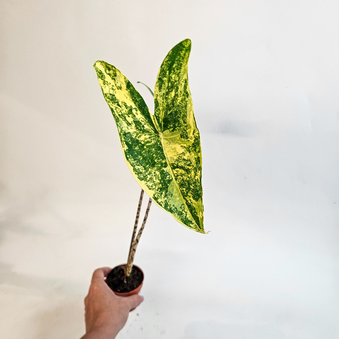 Alocasia zebrina 'Variegata' 7cm H15cm