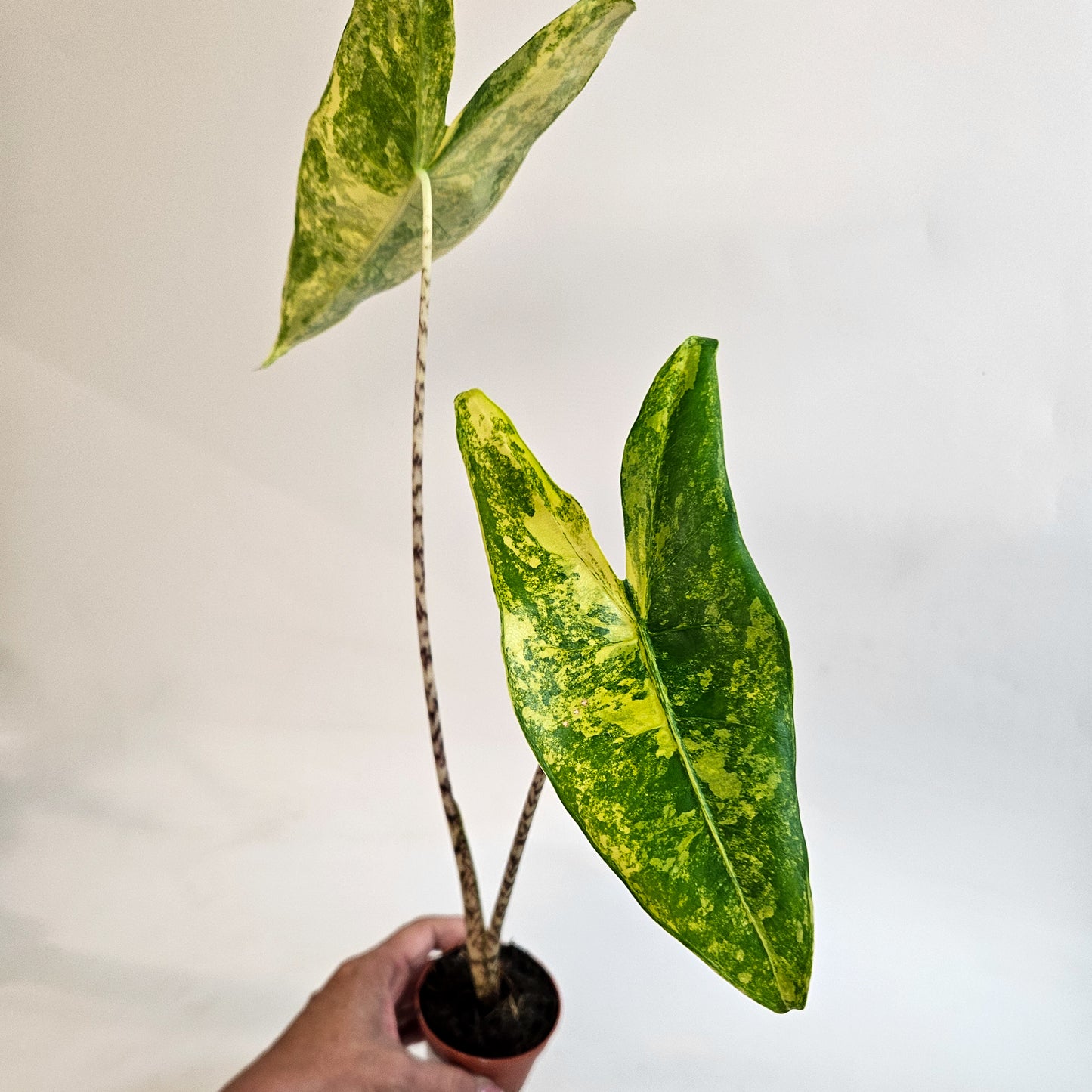 Alocasia zebrina 'Variegata' 7cm H15cm