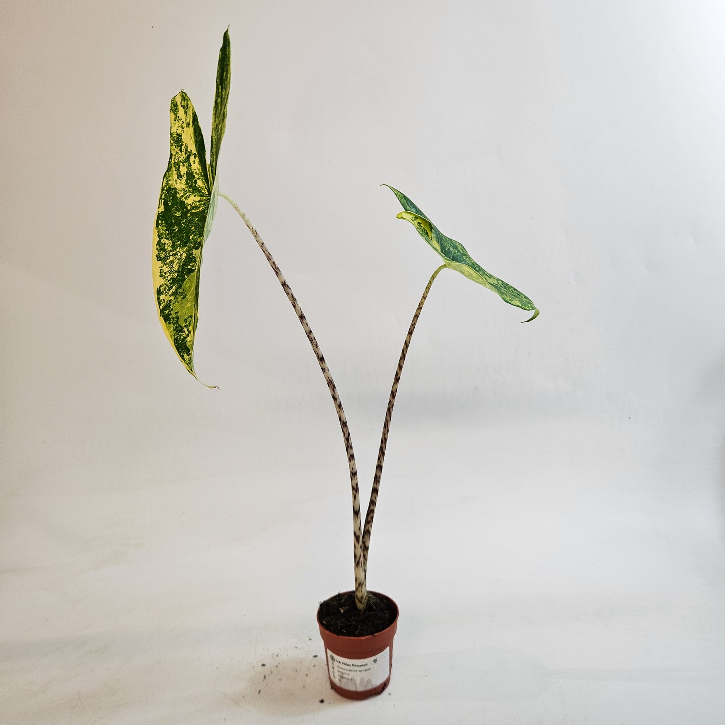 Alocasia zebrina 'Variegata' 7cm H15cm