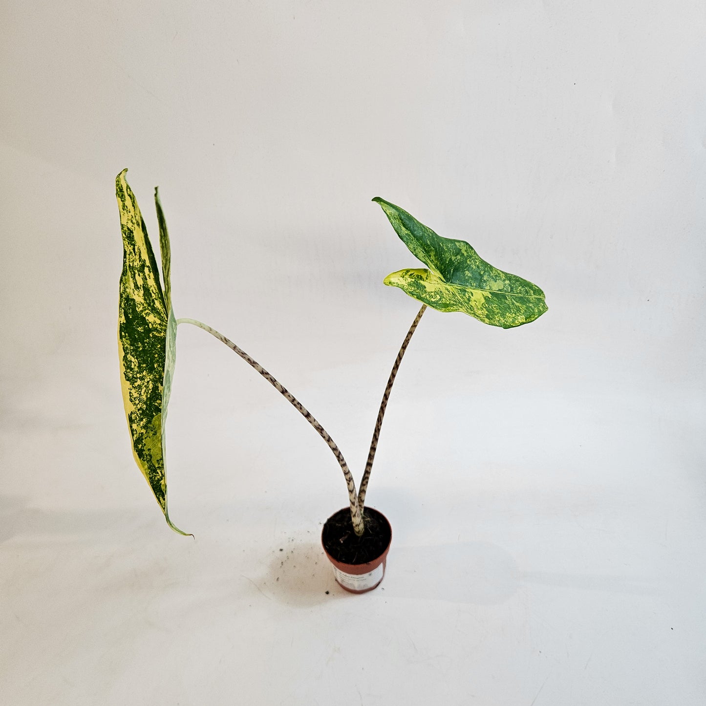Alocasia zebrina 'Variegata' 7cm H15cm
