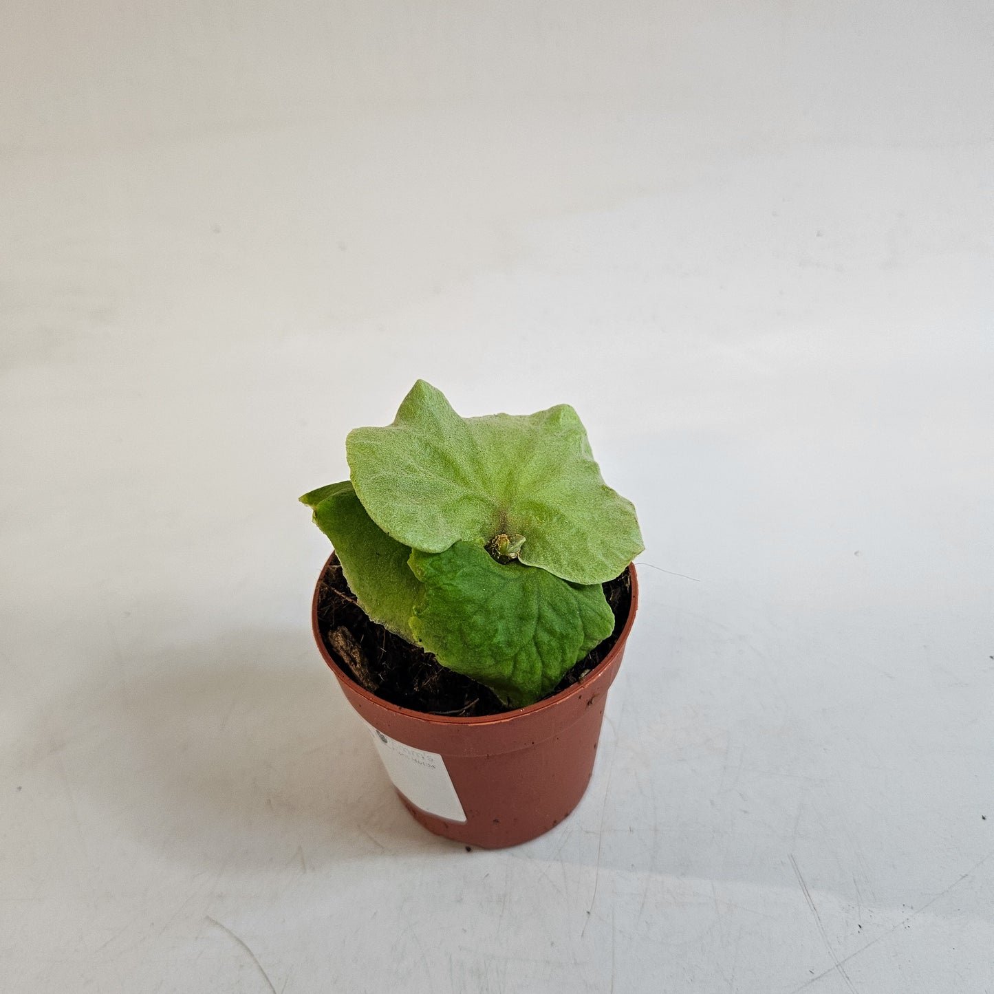 Platycerium ridleyi DWARF 7cm H15cm