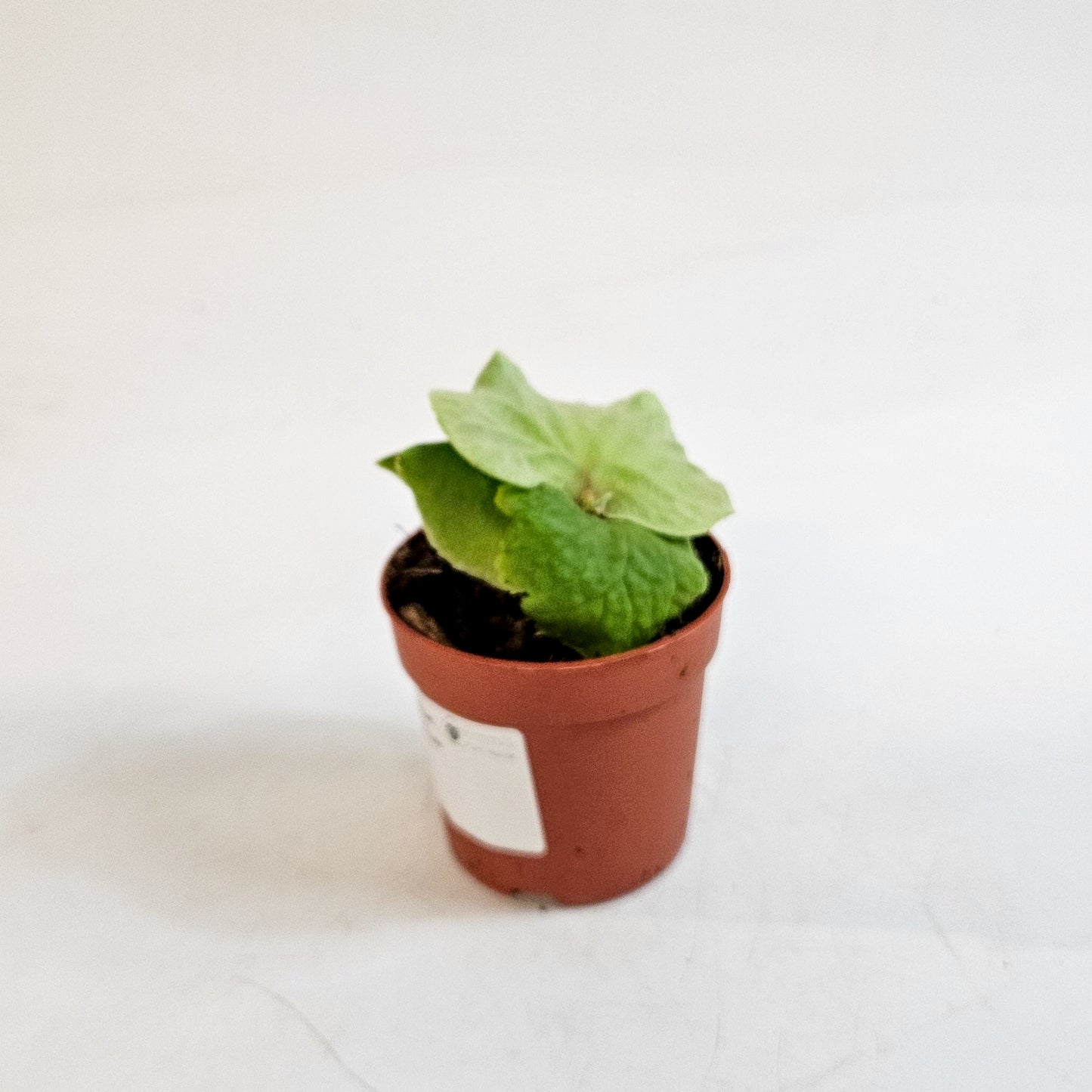 Platycerium ridleyi DWARF 7cm H15cm