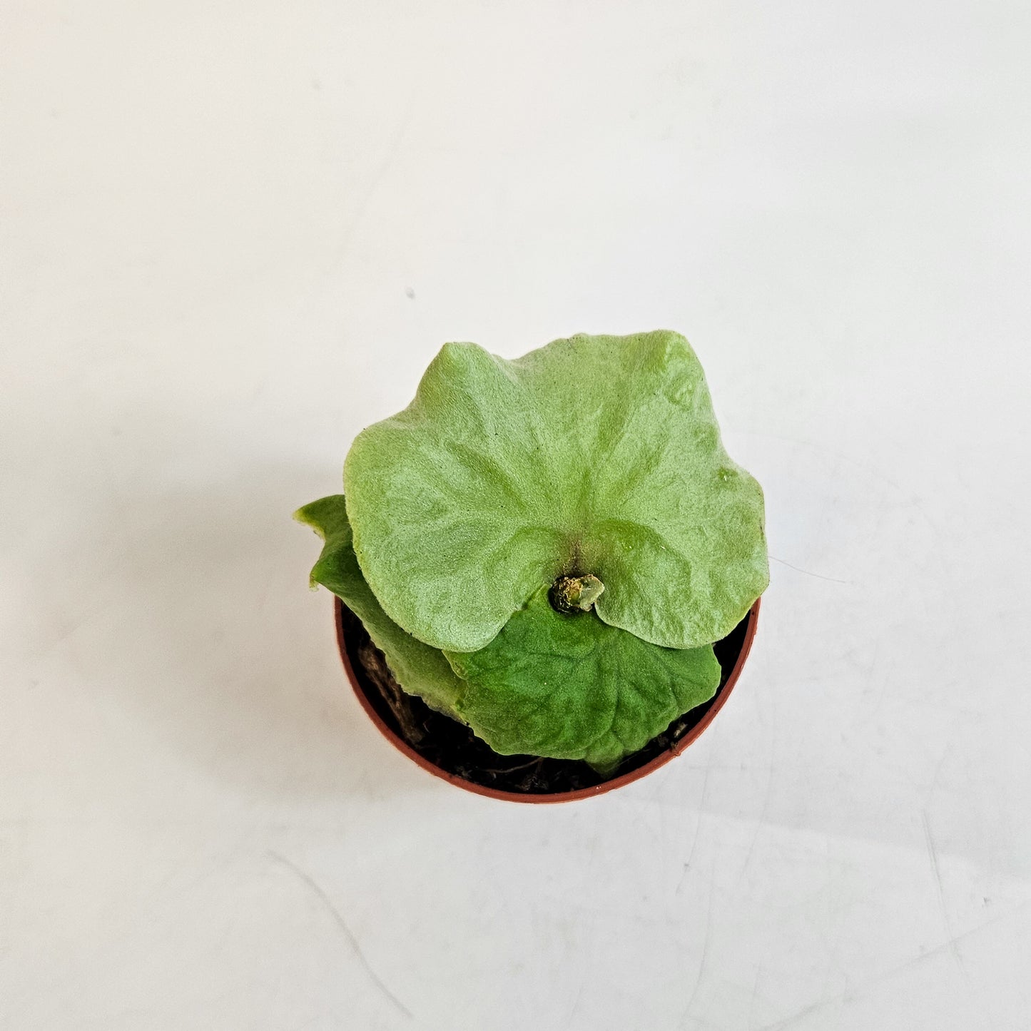Platycerium ridleyi DWARF 7cm H15cm