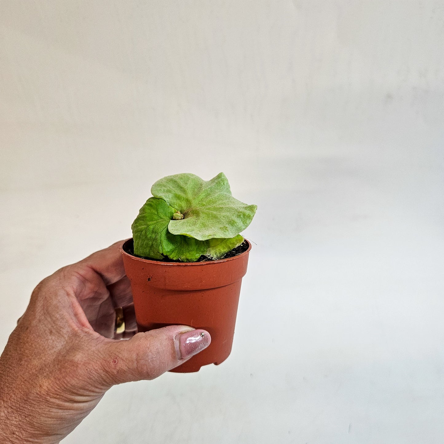 Platycerium ridleyi DWARF 7cm H15cm