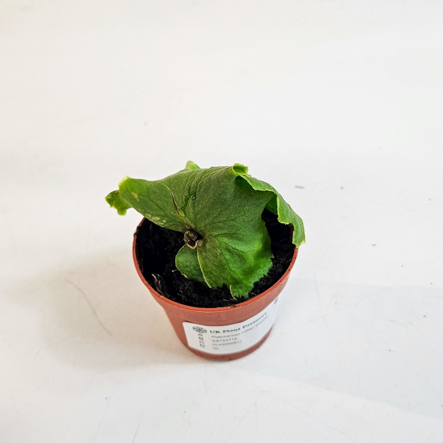 Platycerium ridleyi DWARF 7cm H15cm