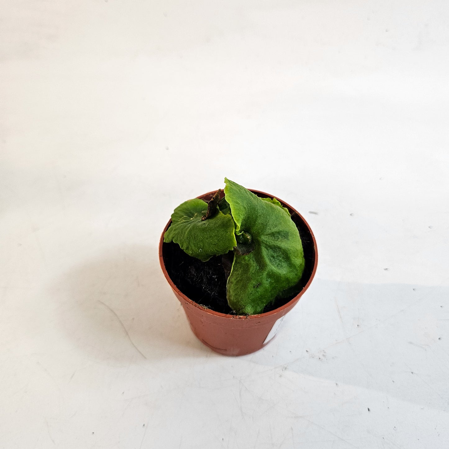 Platycerium ridleyi DWARF 7cm H15cm